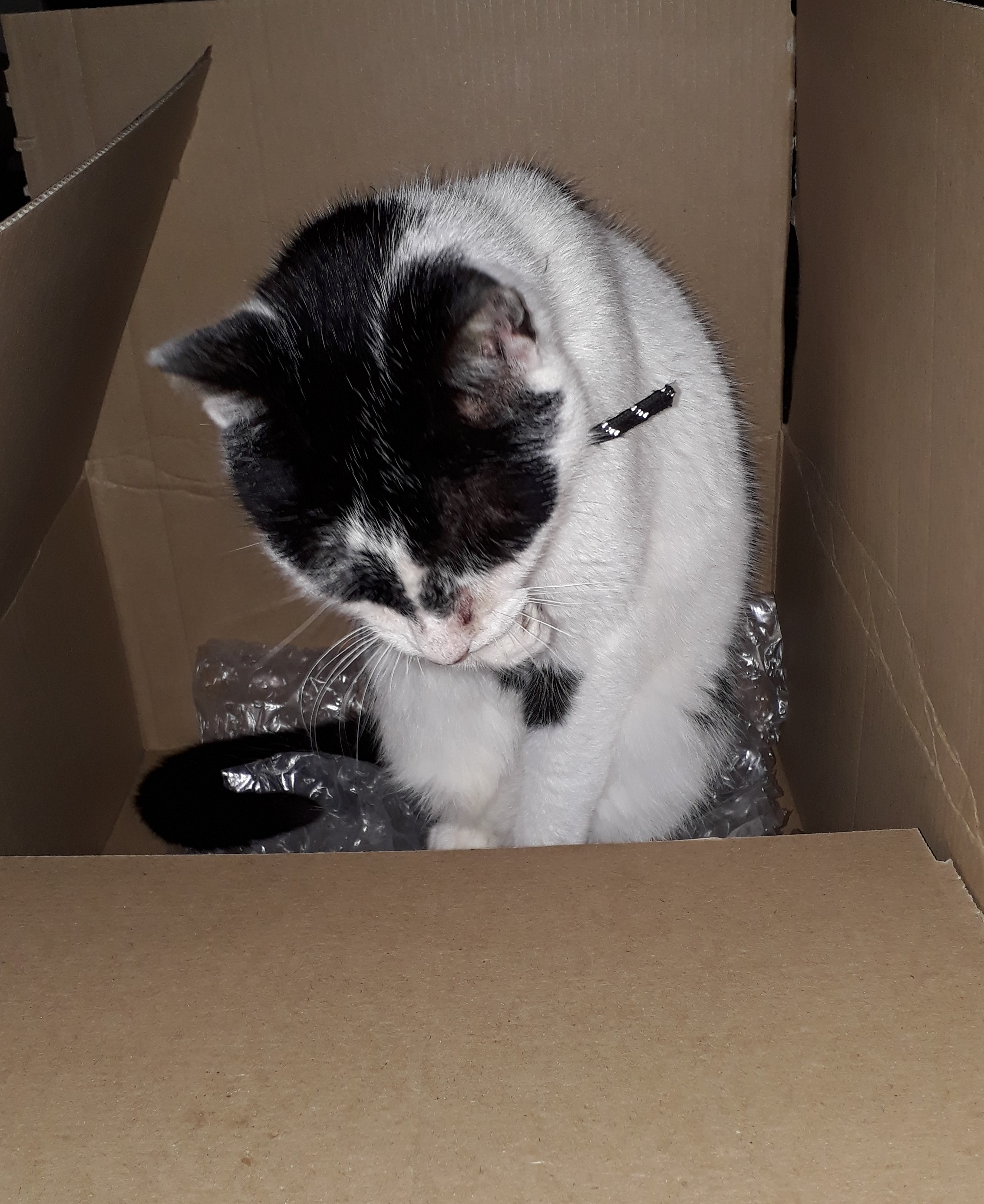 Photo of Herbie in a box washing