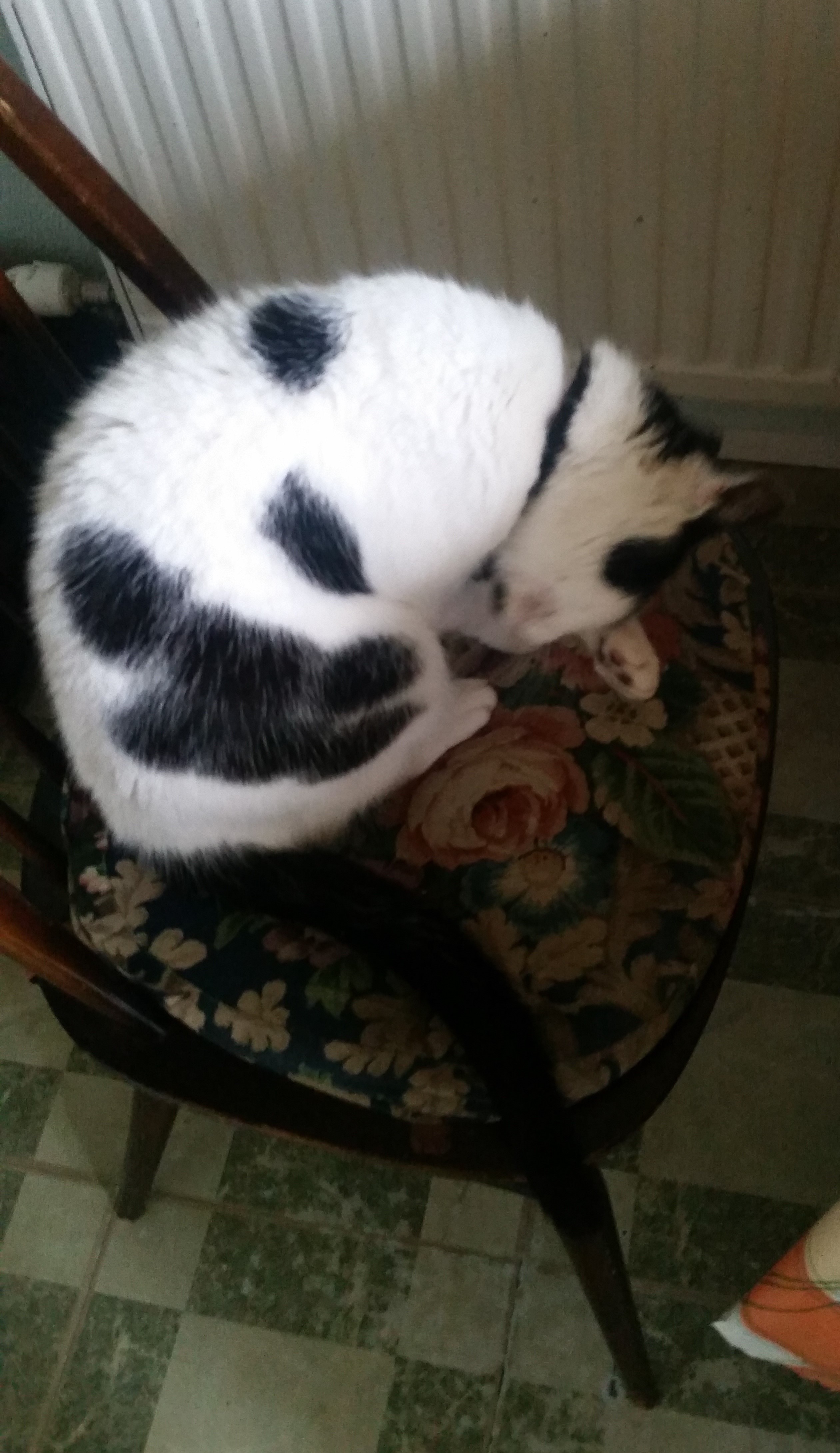 Photo of Herbie washing whilst on dining chair