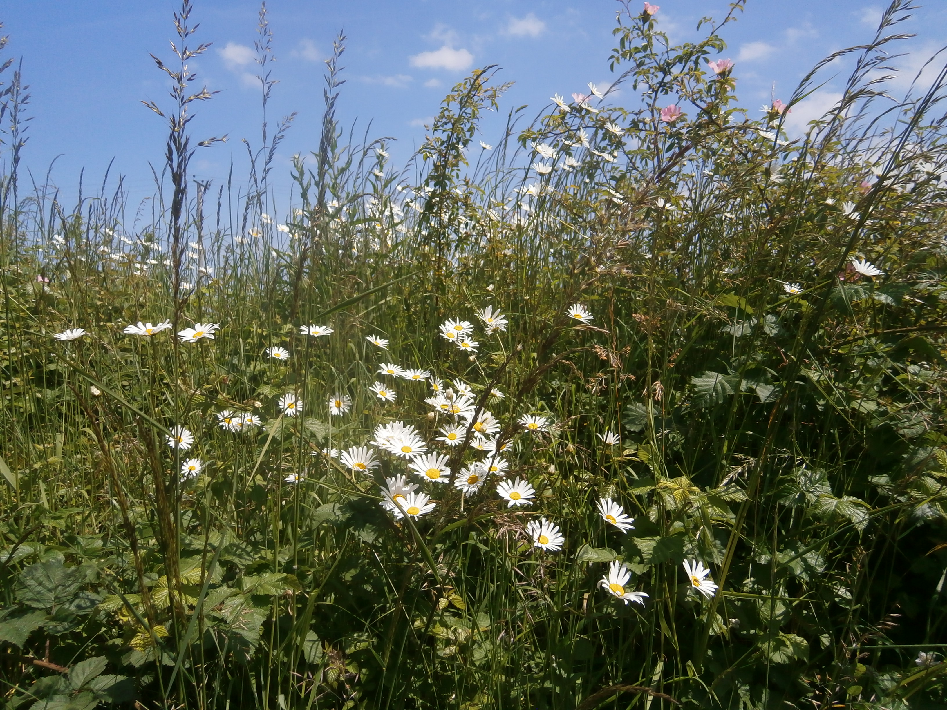 Photo of moon daisies by Wells and Walsingham Railway
