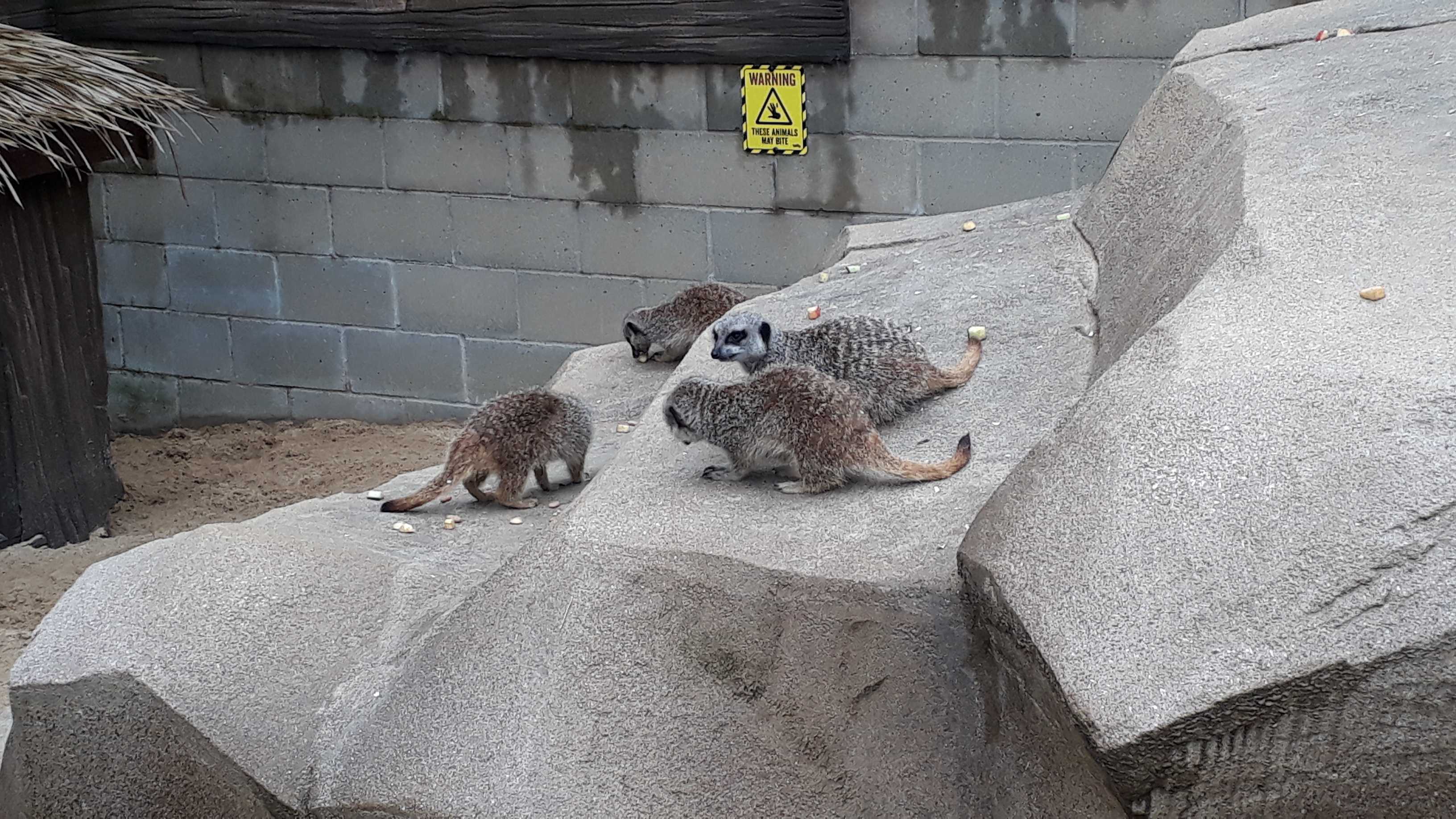 Photo of meerkats at Pettitts Animal Park