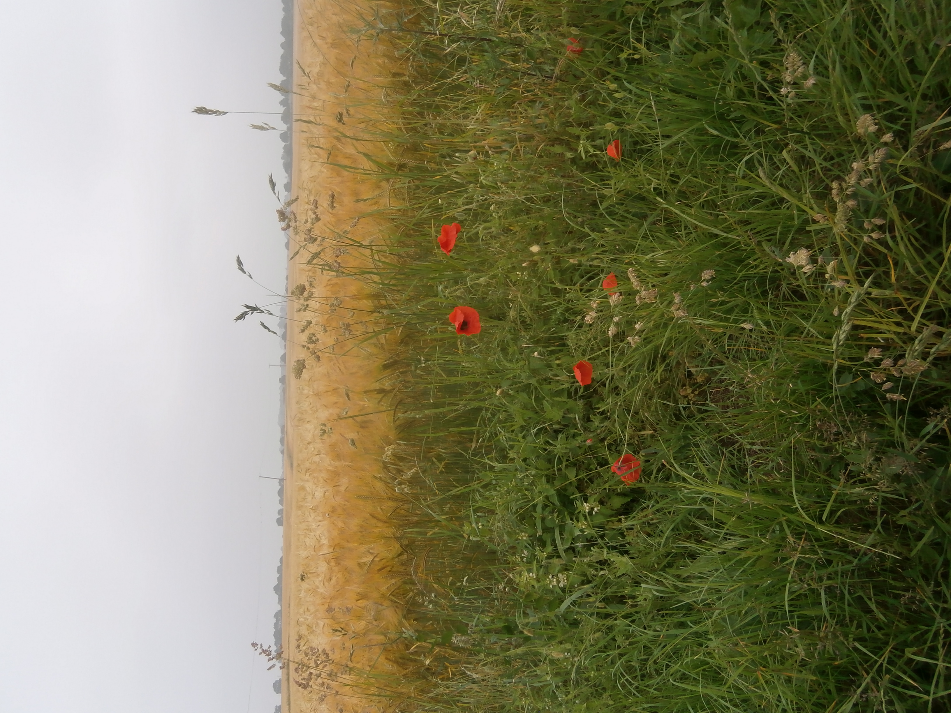 Photo of Poppies and wheat field, Reedham