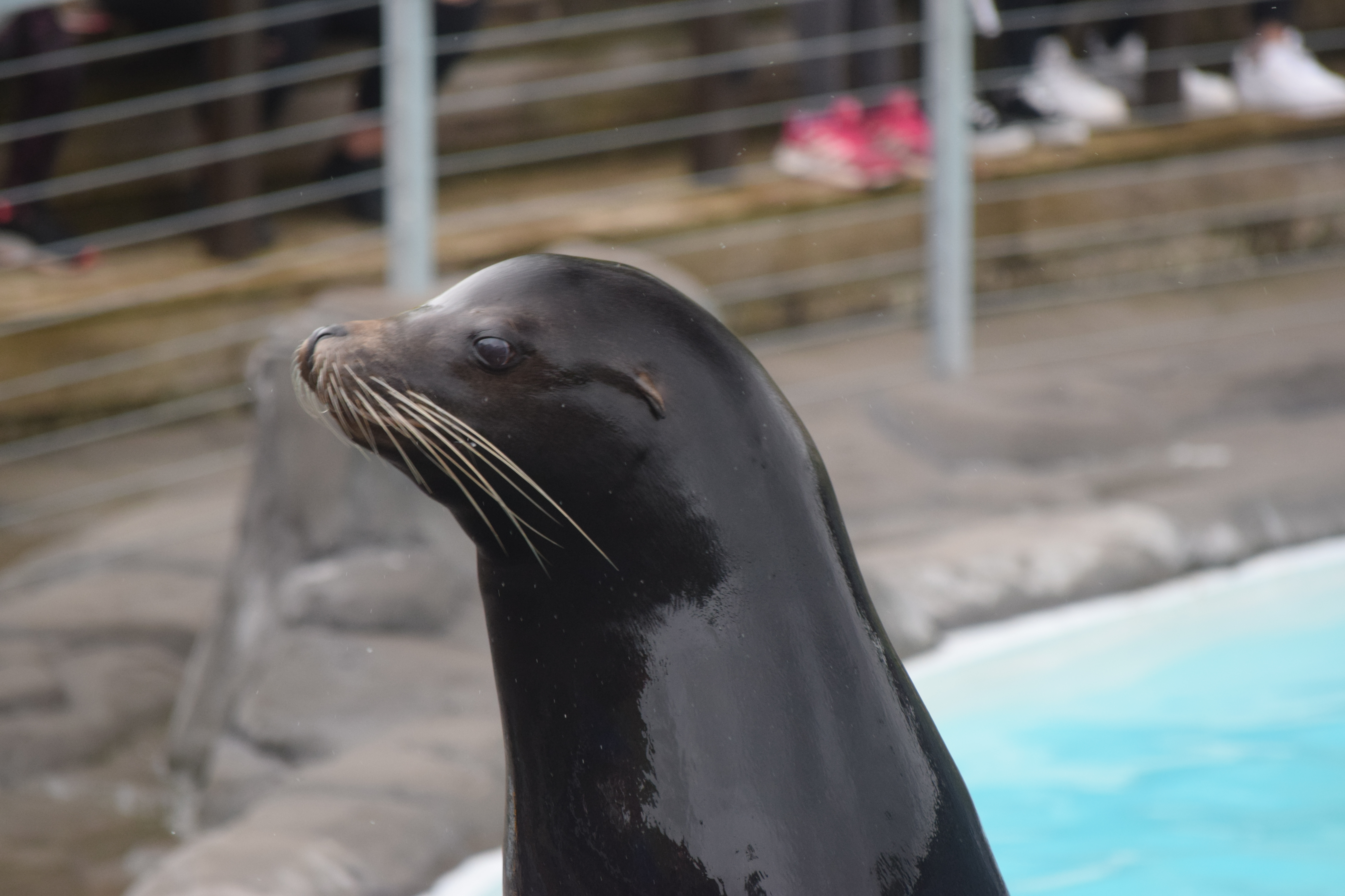 Photo of sealion at Pleasurewood Hills