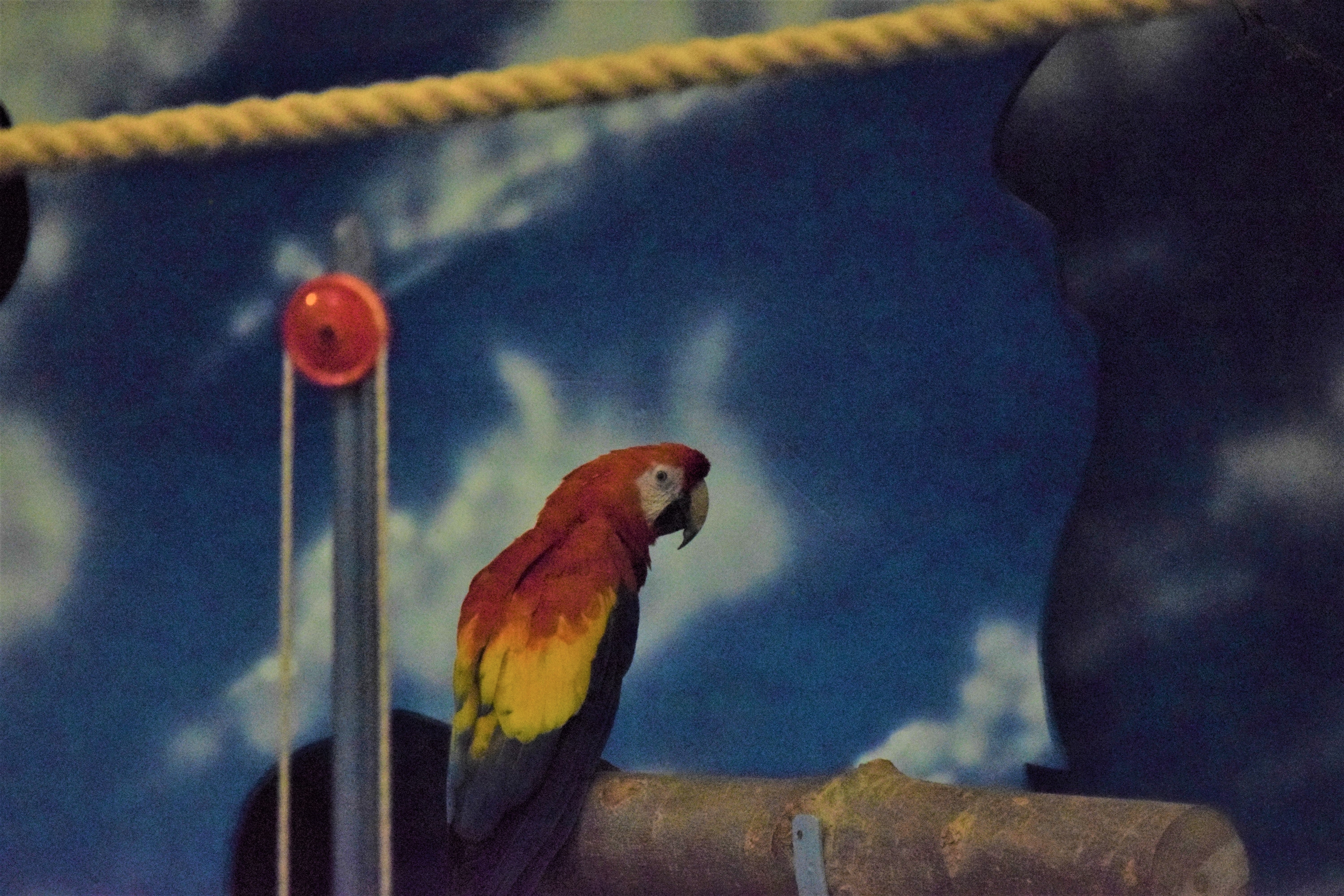 Photo of red macaw at Pleasurewood Hills