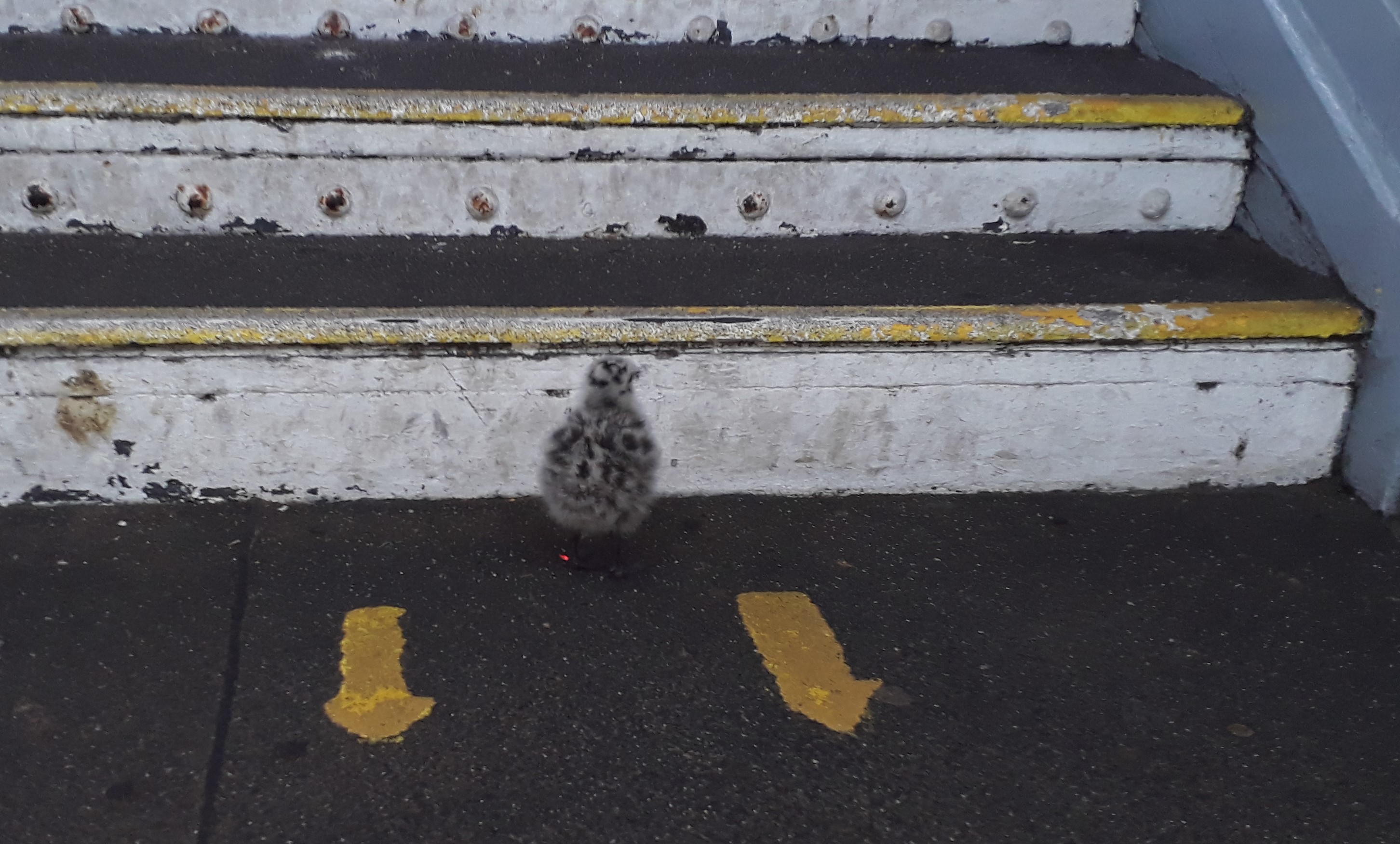 Photo of Baby seagull by stairs at Ipswich station