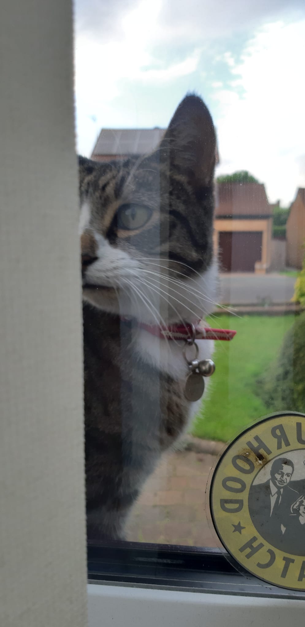Photo of friendly cat at Sue’s