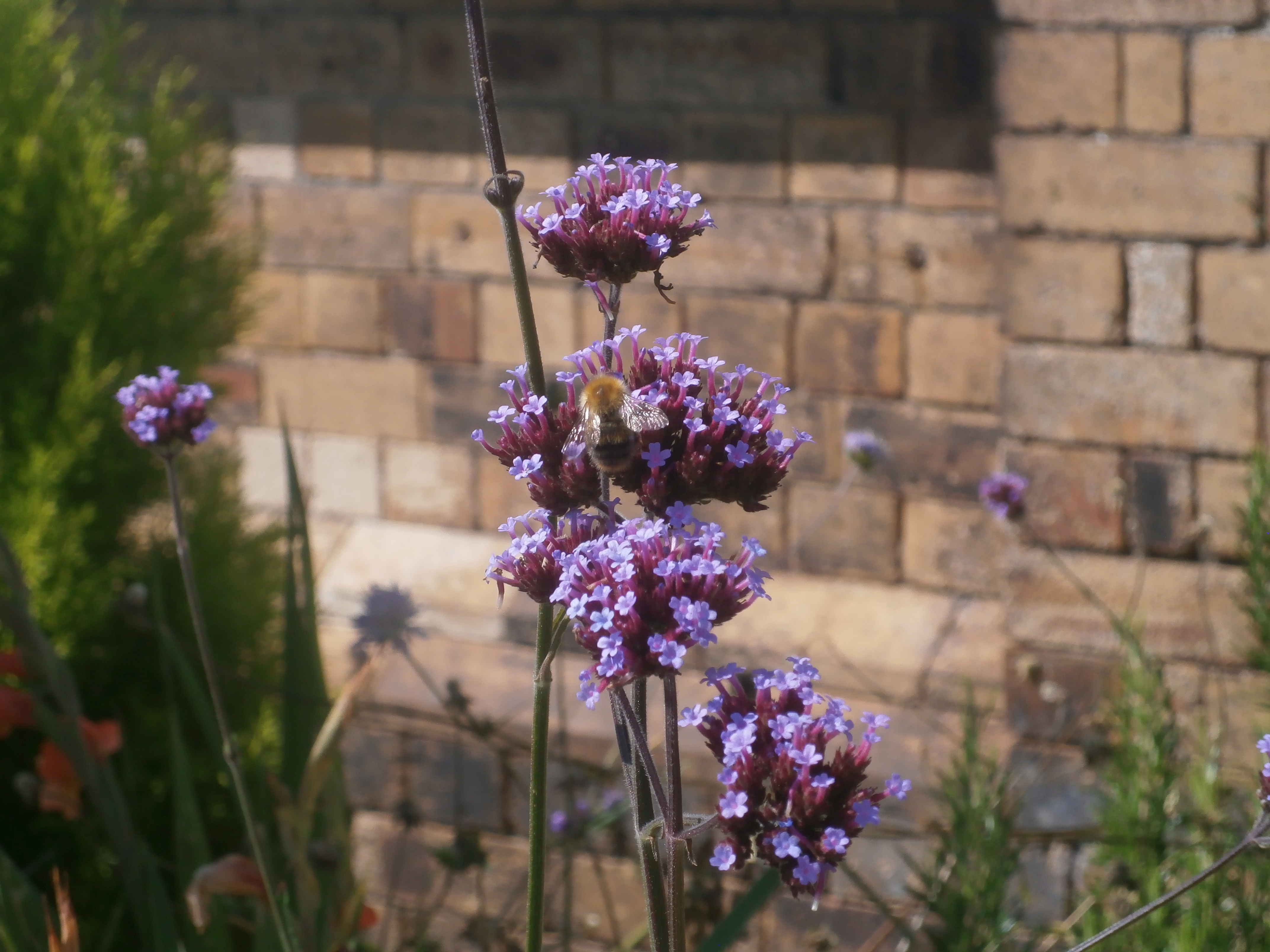 Photo of a bee on purple flowers at Haltwhistle Station