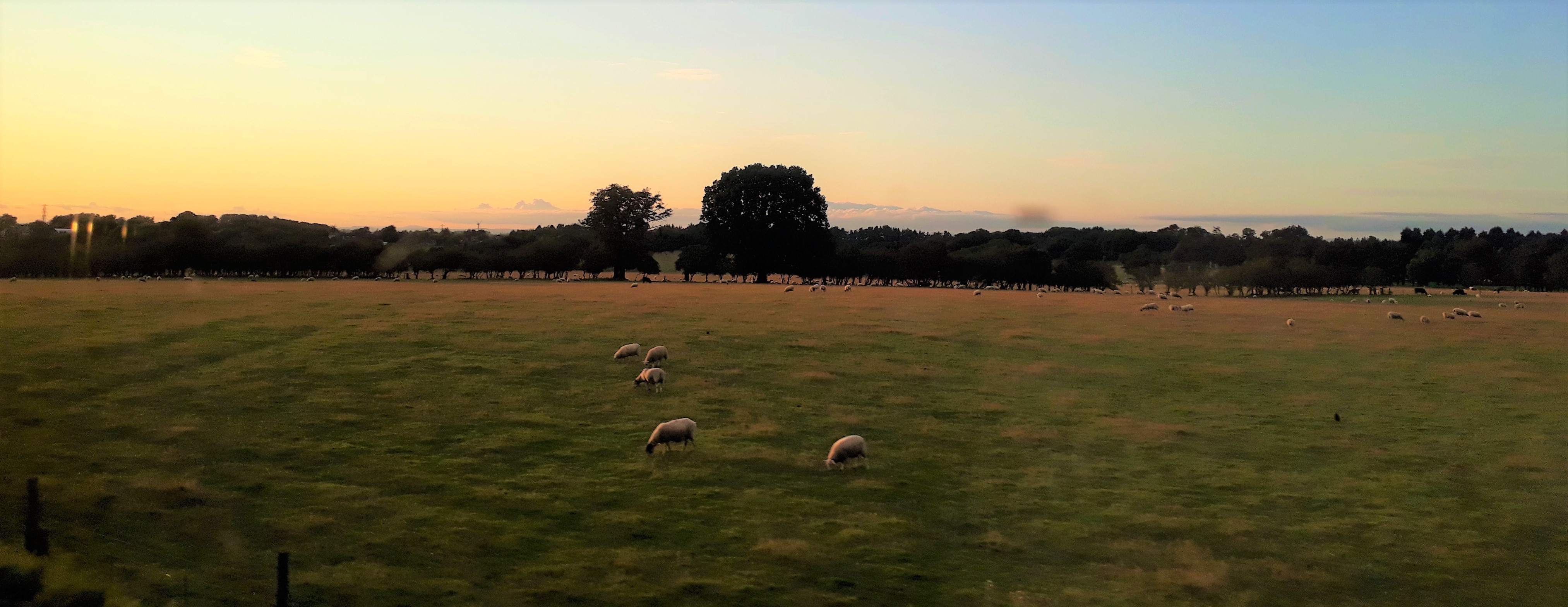 Photo of sheep in a field