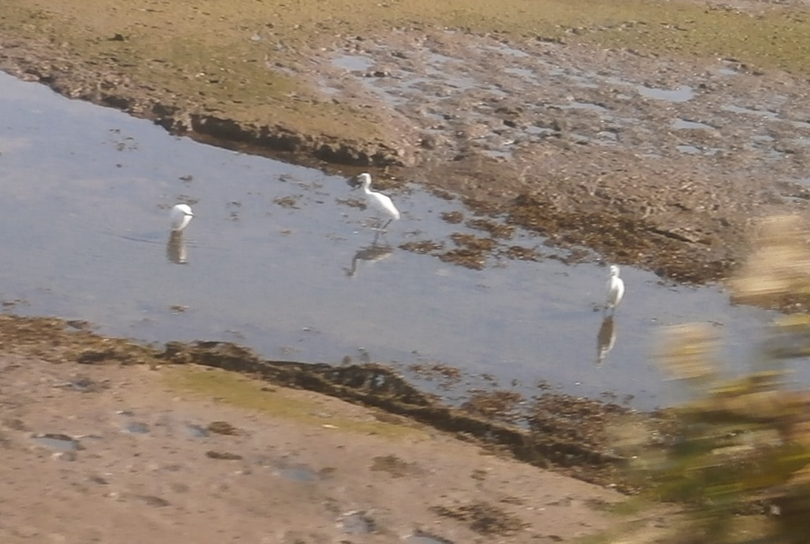 Photo of egrets on an estuary