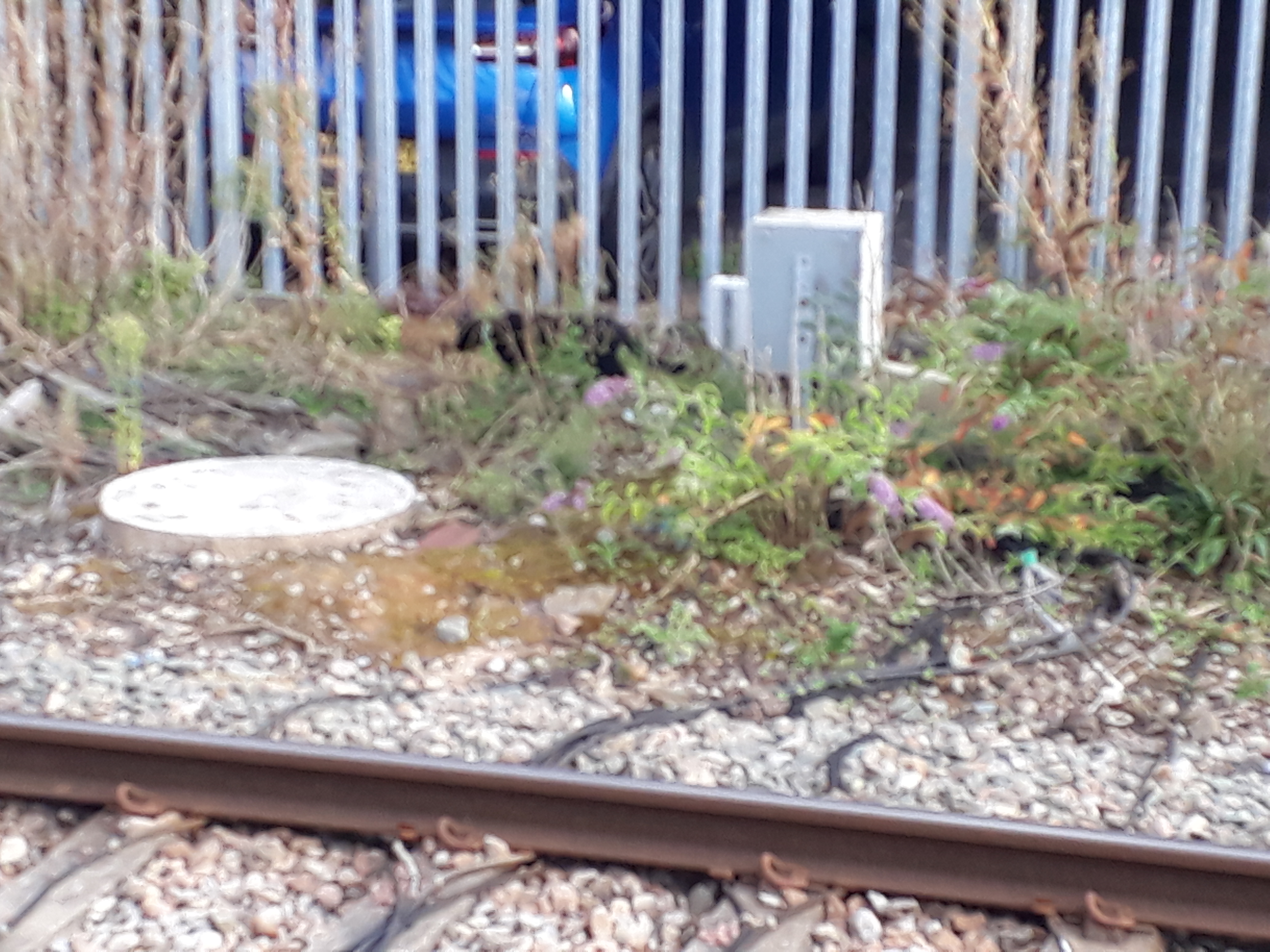 Photo of black cat beyond track at Bristol Parkway