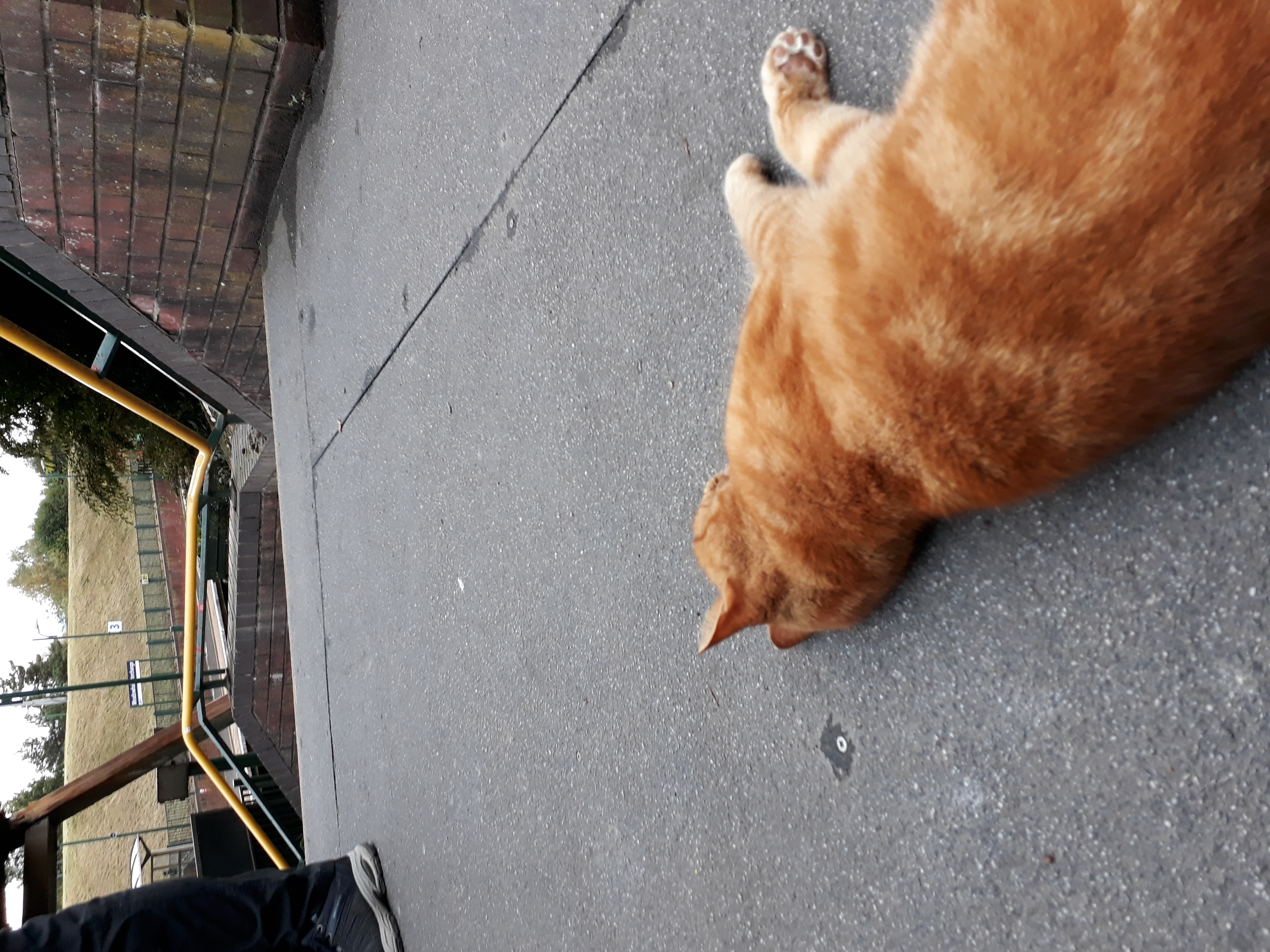 Photo of ginger cat at Meadowhal station