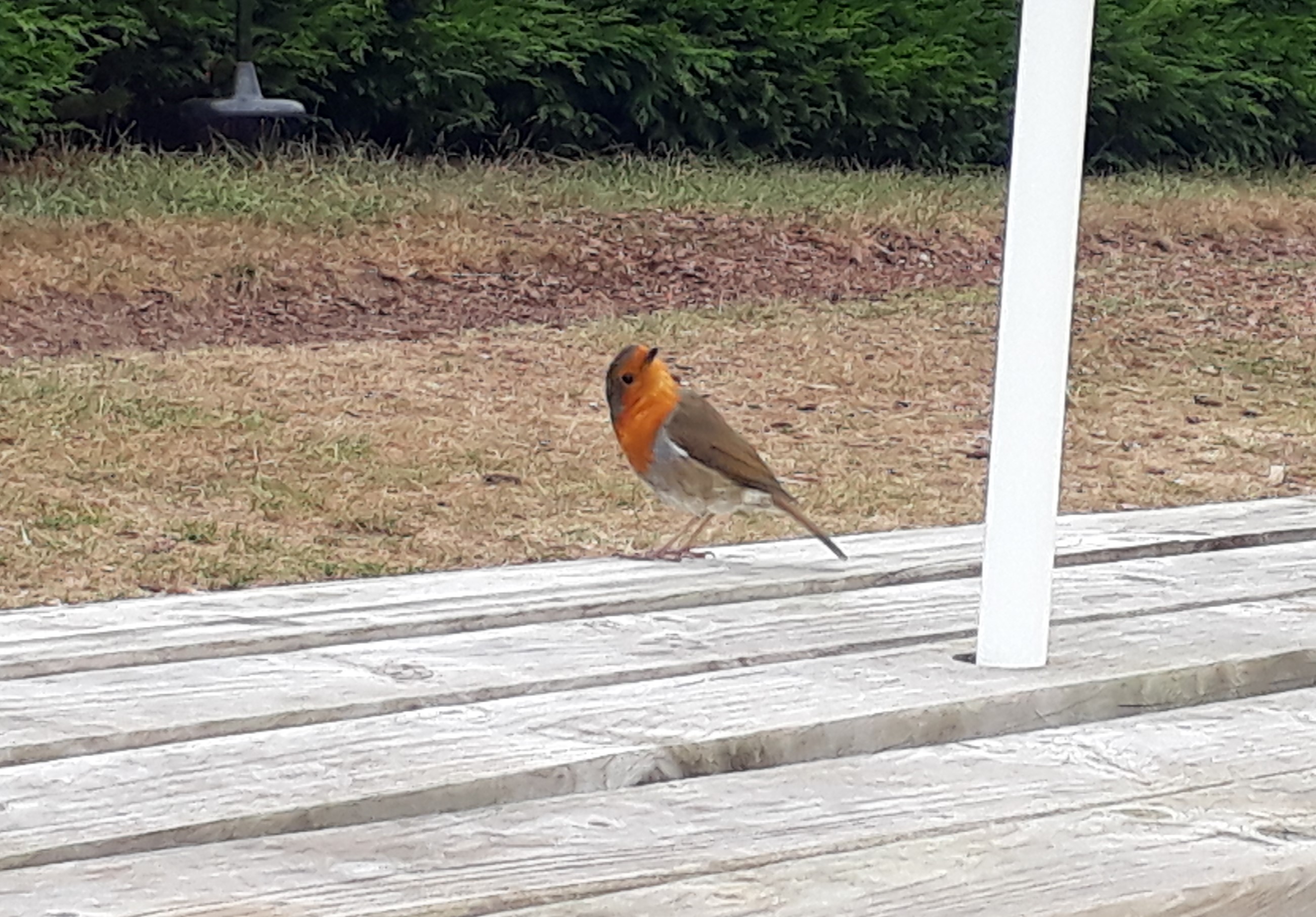 Photo of a robin on the picnic bench, Sherwood Forest Railway