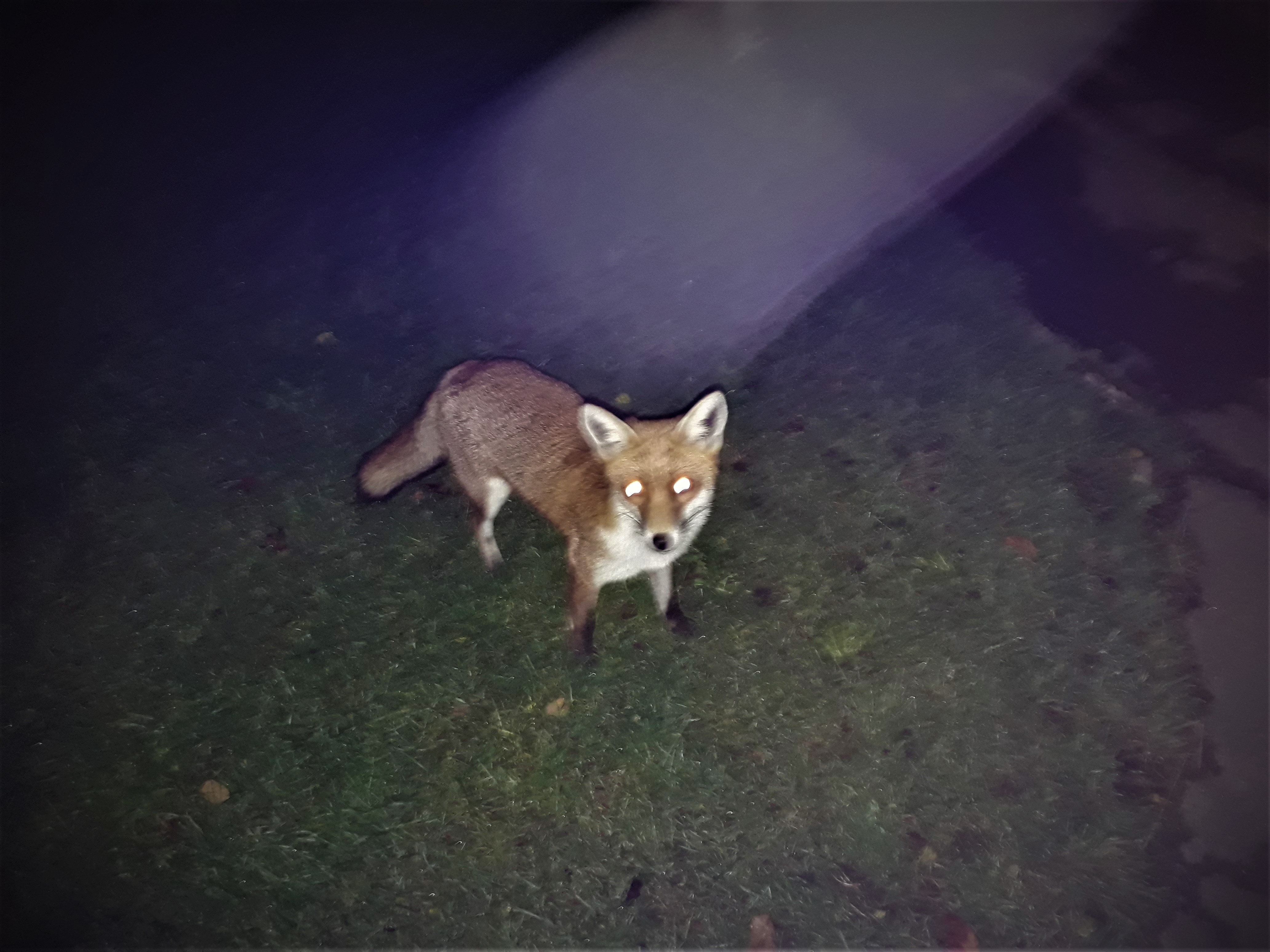 Playful fox in Tulip Tree Close