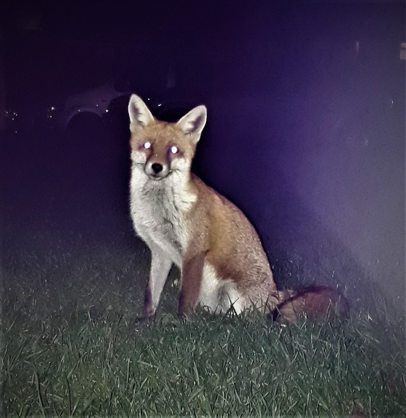 Fox sat watching us in Tulip Tree Close