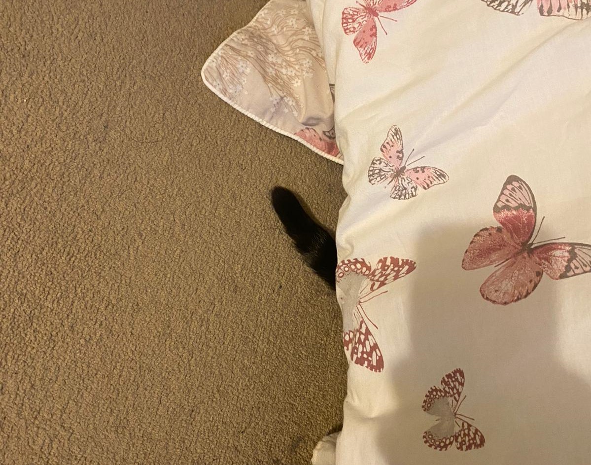 Photo of the end of a cat’s tail under the bed