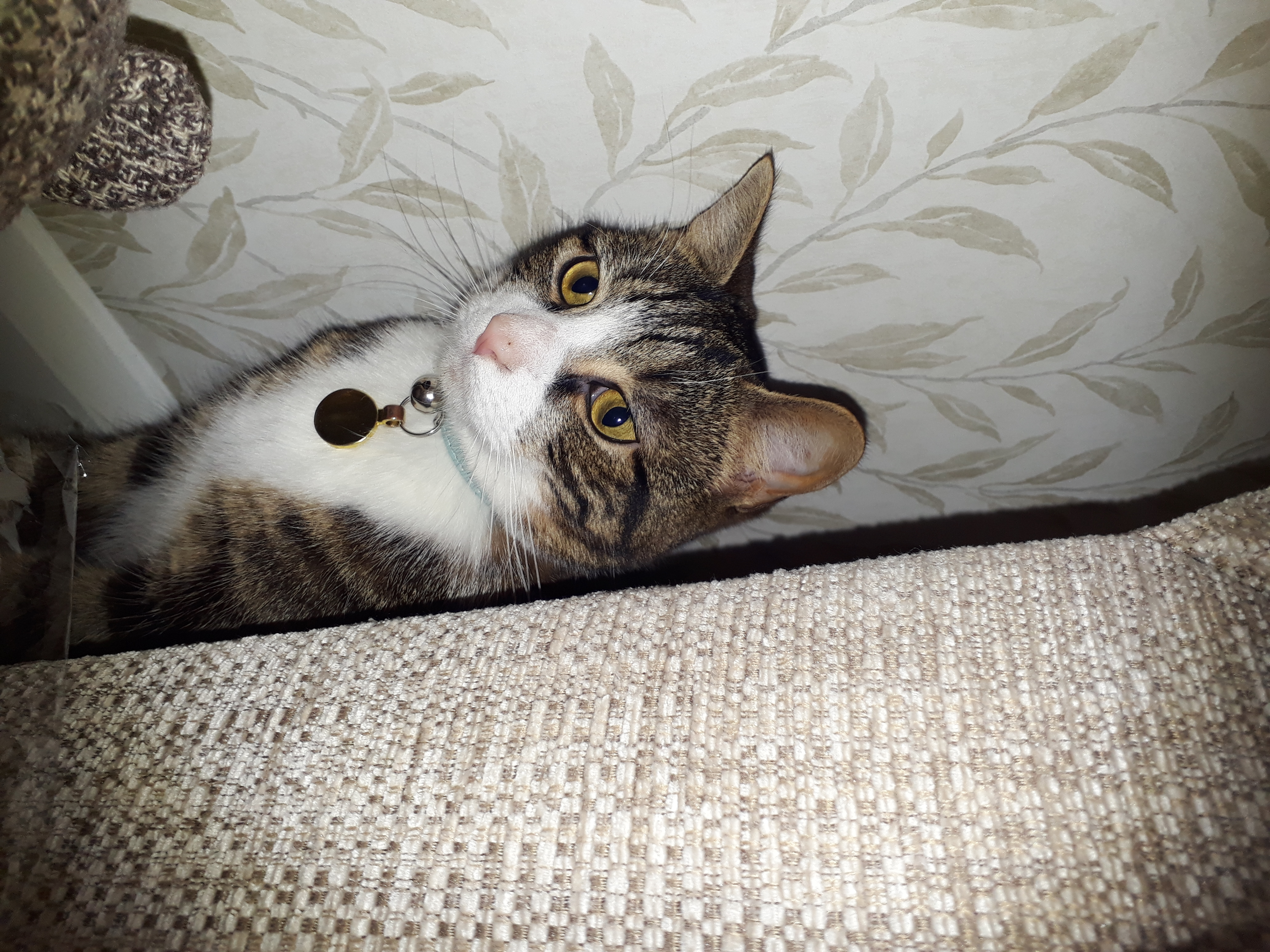Photo of Milo hiding behind the sofa