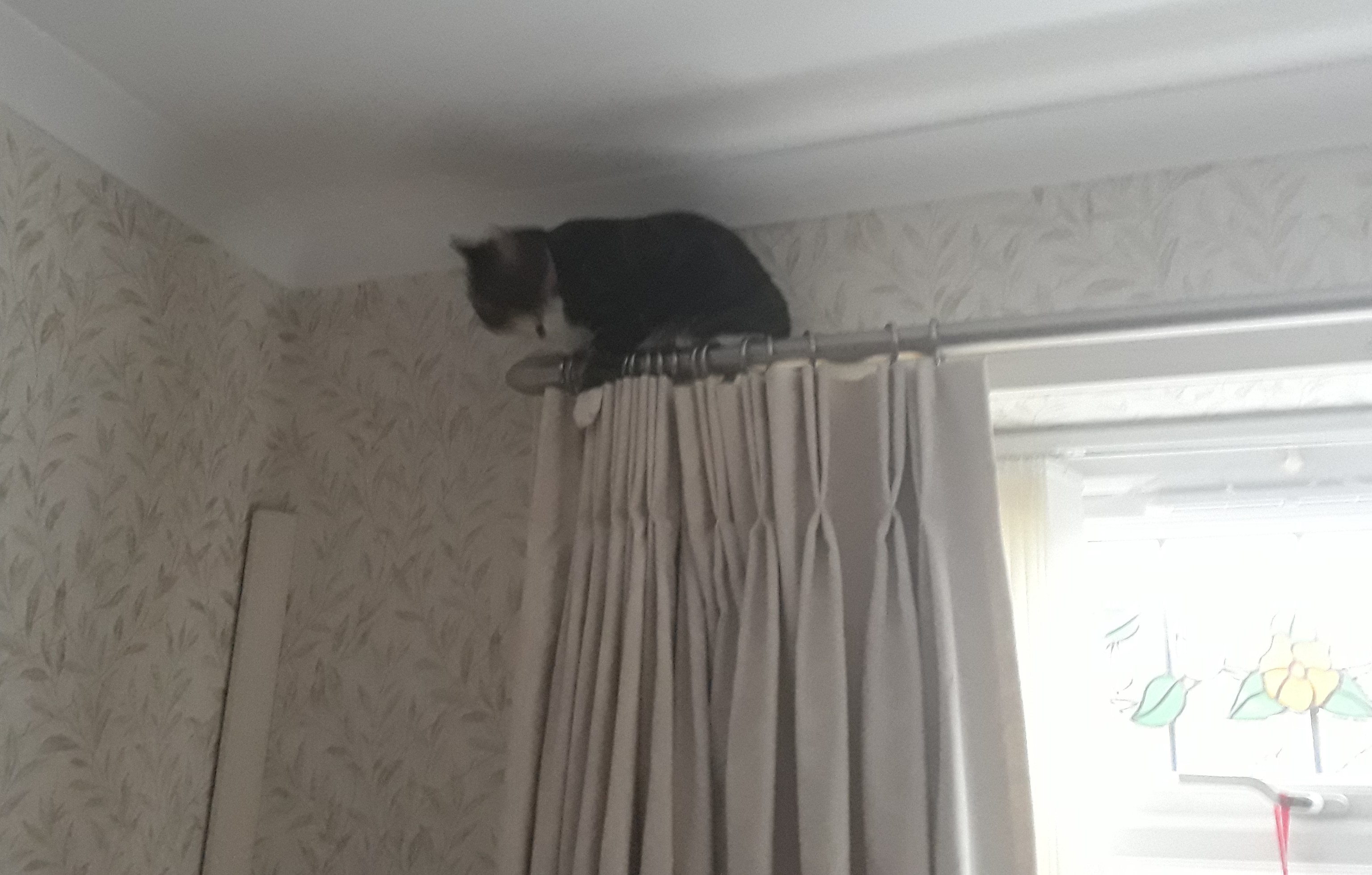 Photo of Pixie seeking refuge on top of the curtain rail