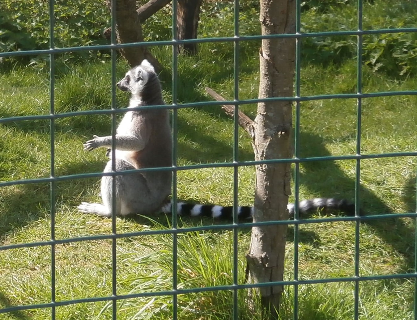 Photo of a sunbathing lemur at Wildheart Animal Sanctuary, IoW
