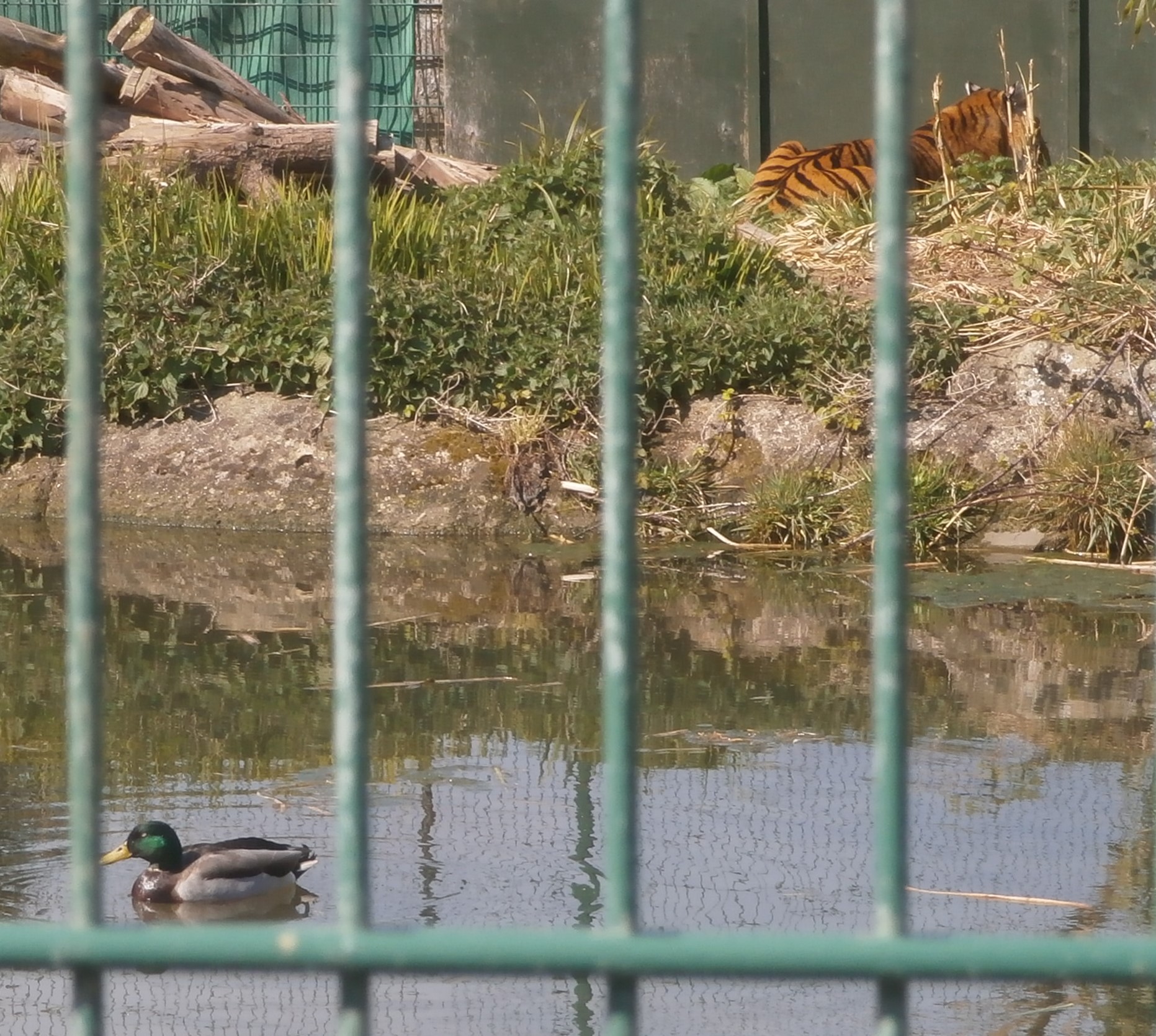 Photo of a duck in the tiger enclosure at Wildheart Animal Sanctuary, IoW