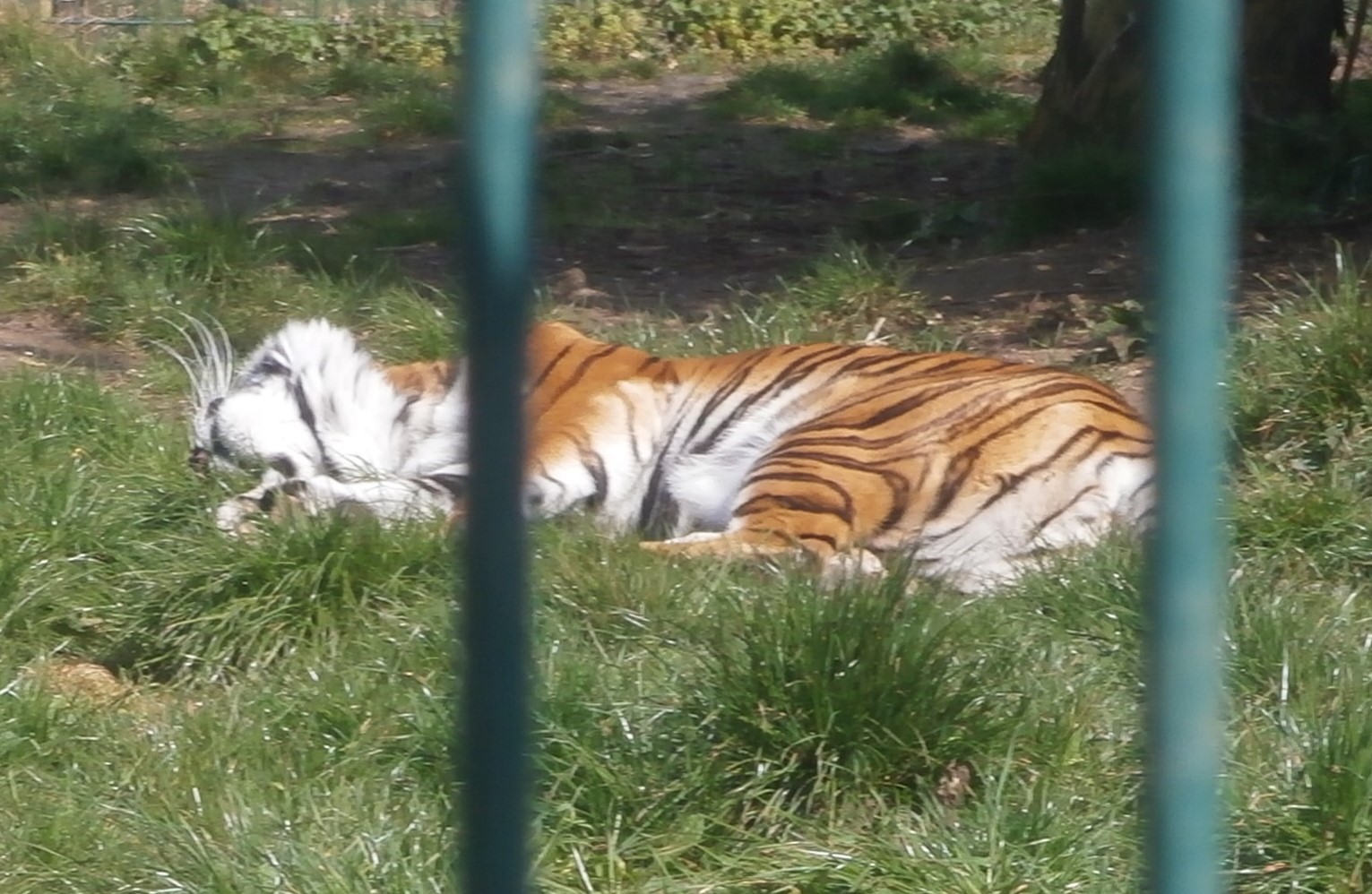 Photo of a tiger looking very domestic-cat-like at Wildheart Animal Sanctuary, IoW