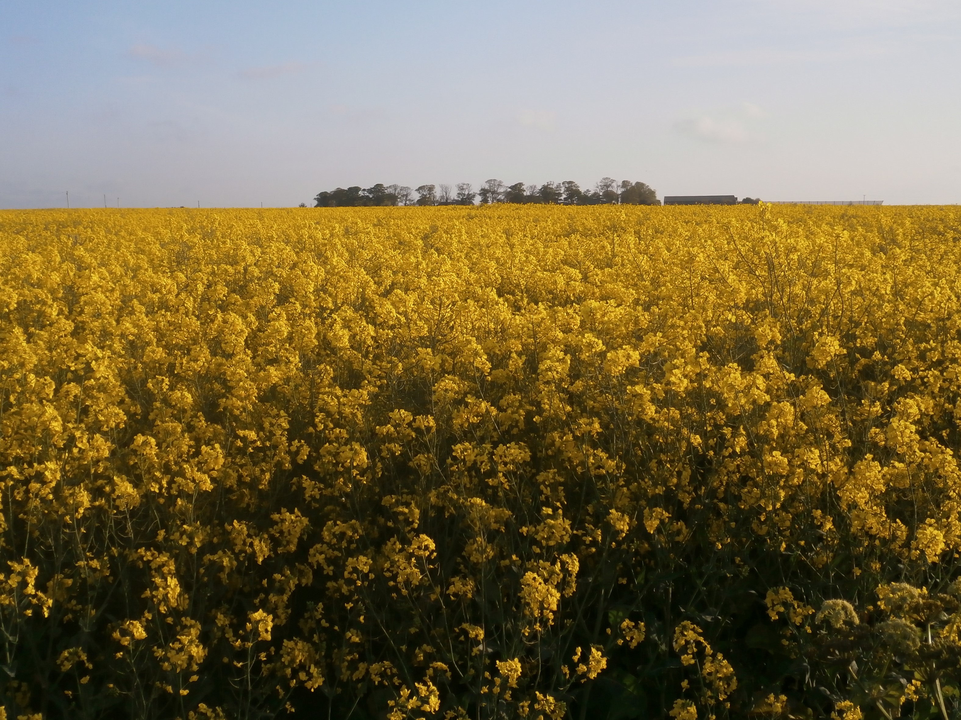 Photo of a field full of oil seed rape