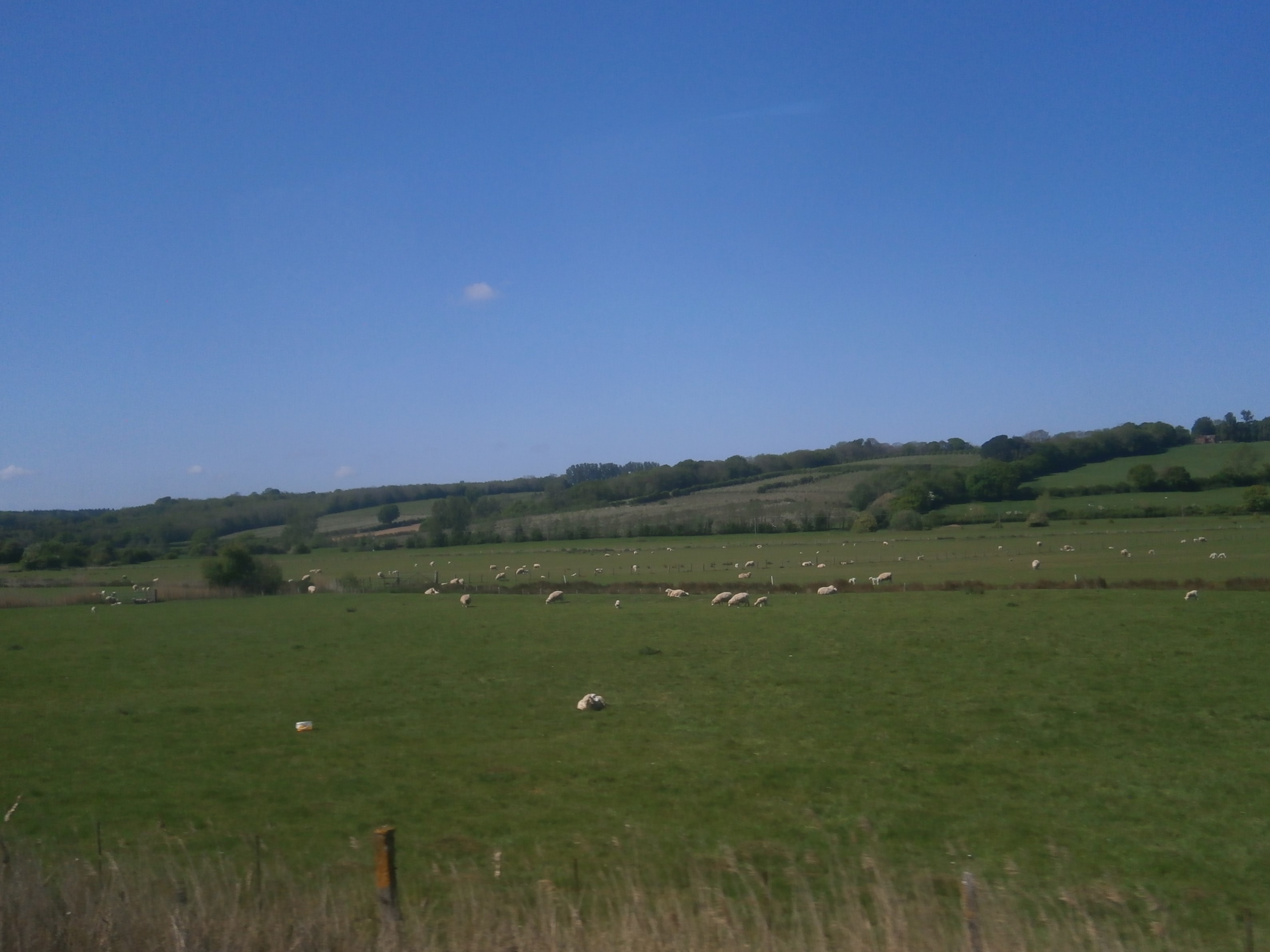 Photo of sheep in a field