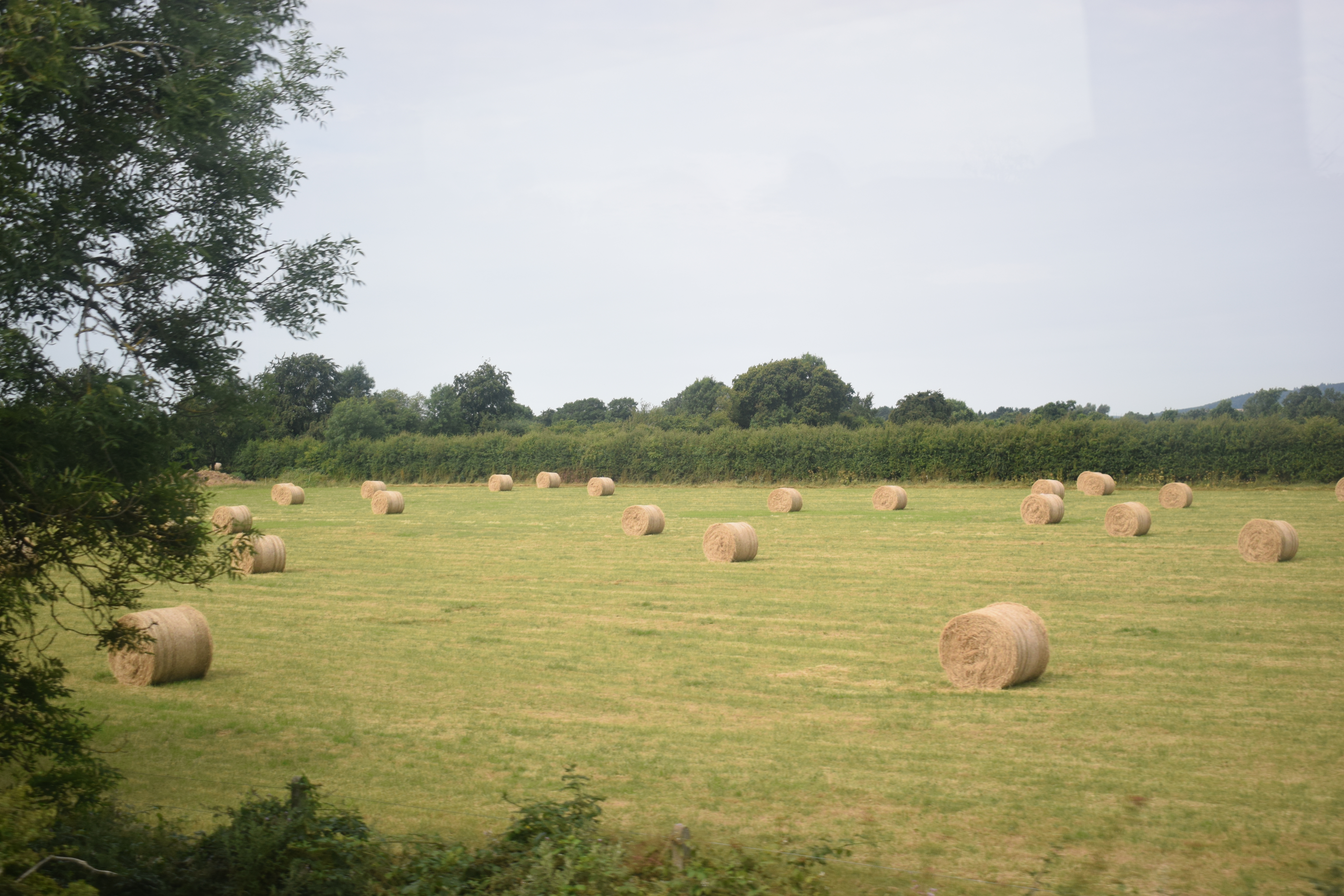Photo of hay bales - loads in Ireland