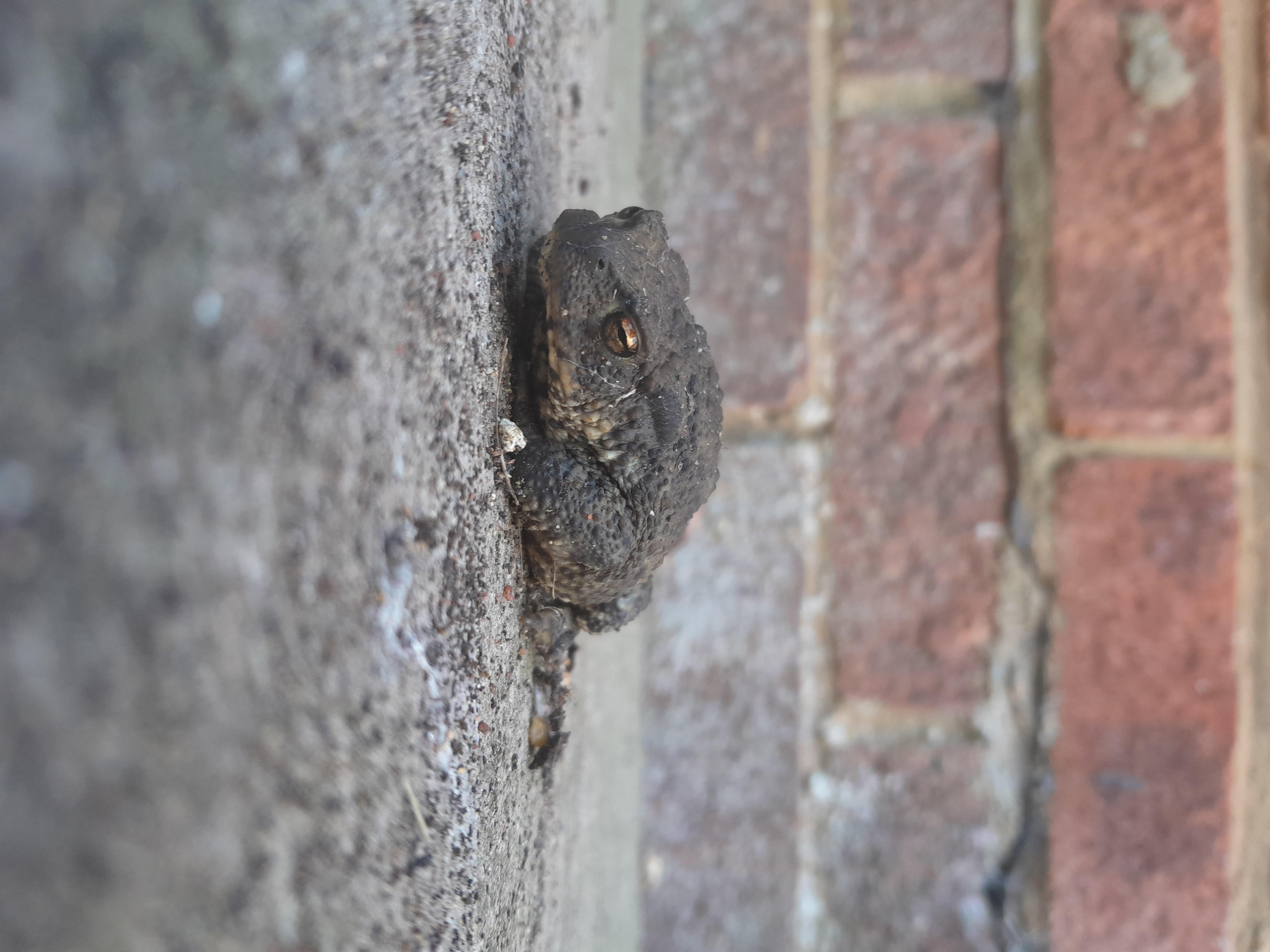 Photo of toad on patio - under where wheelie bin had been