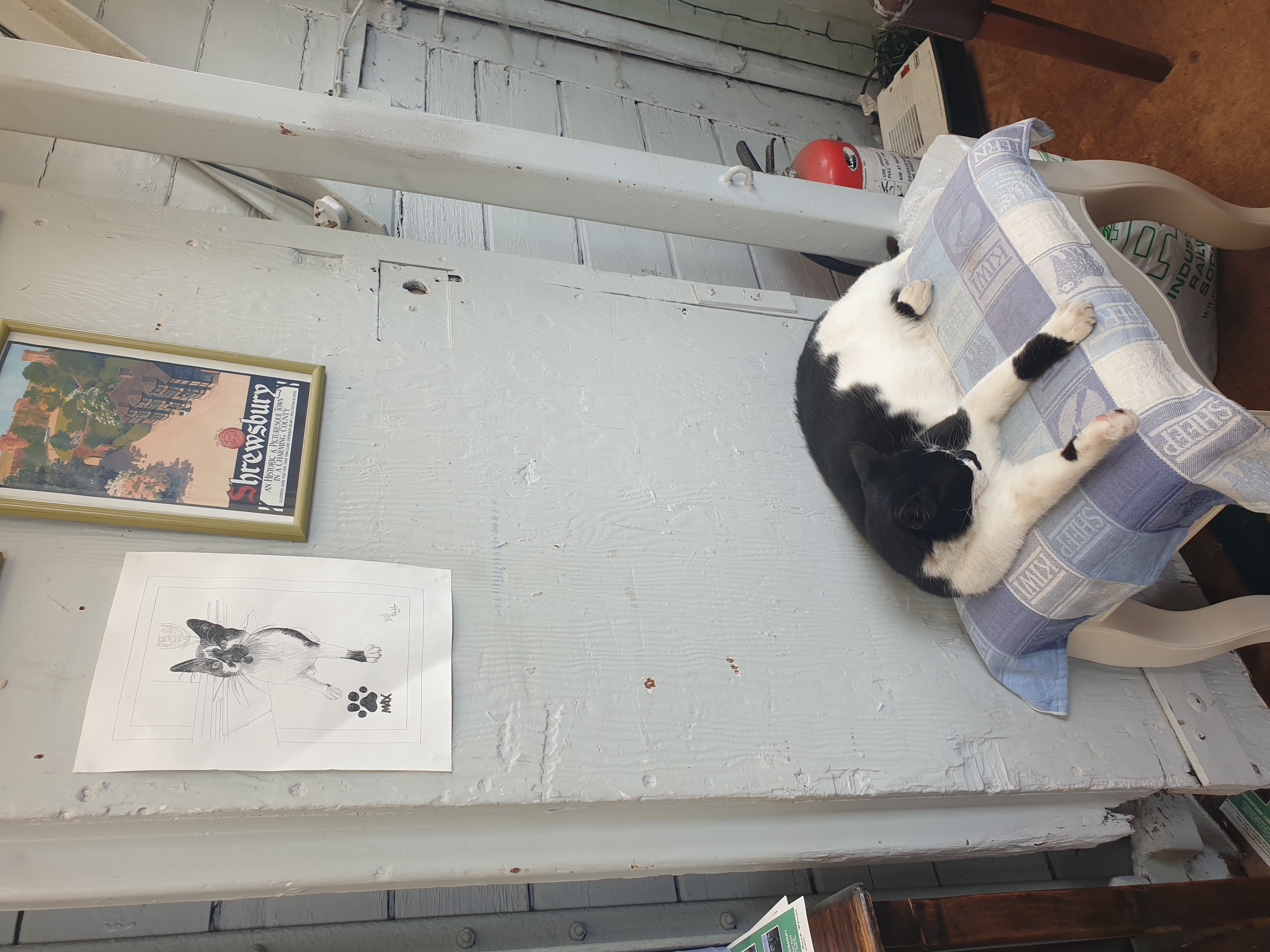 Photo of Max the cat at Chasewater Railway