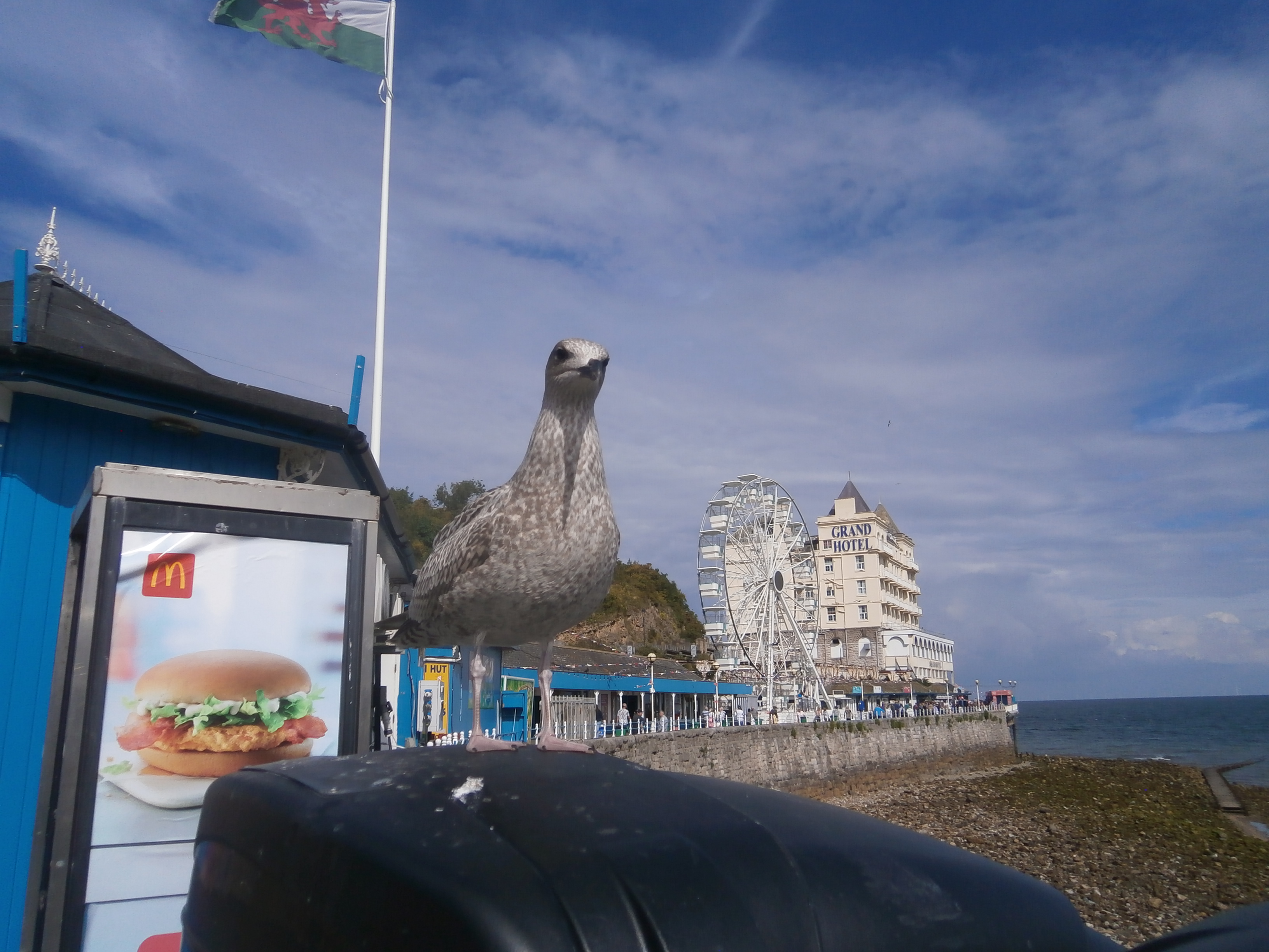Photo of a seagull by Llandudno seafront