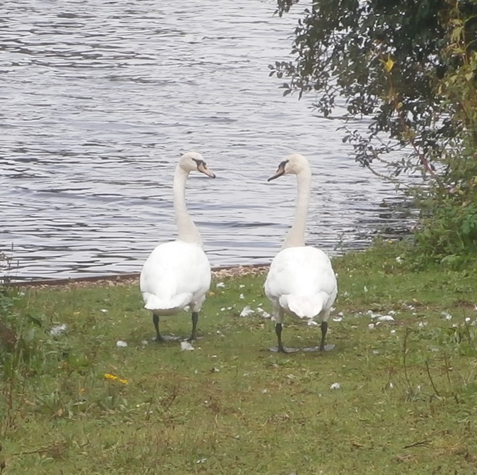 Photo of swans in Trentham Gardens