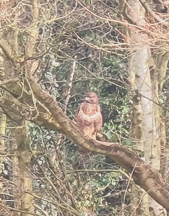 Photo of buzzard perched in tree
