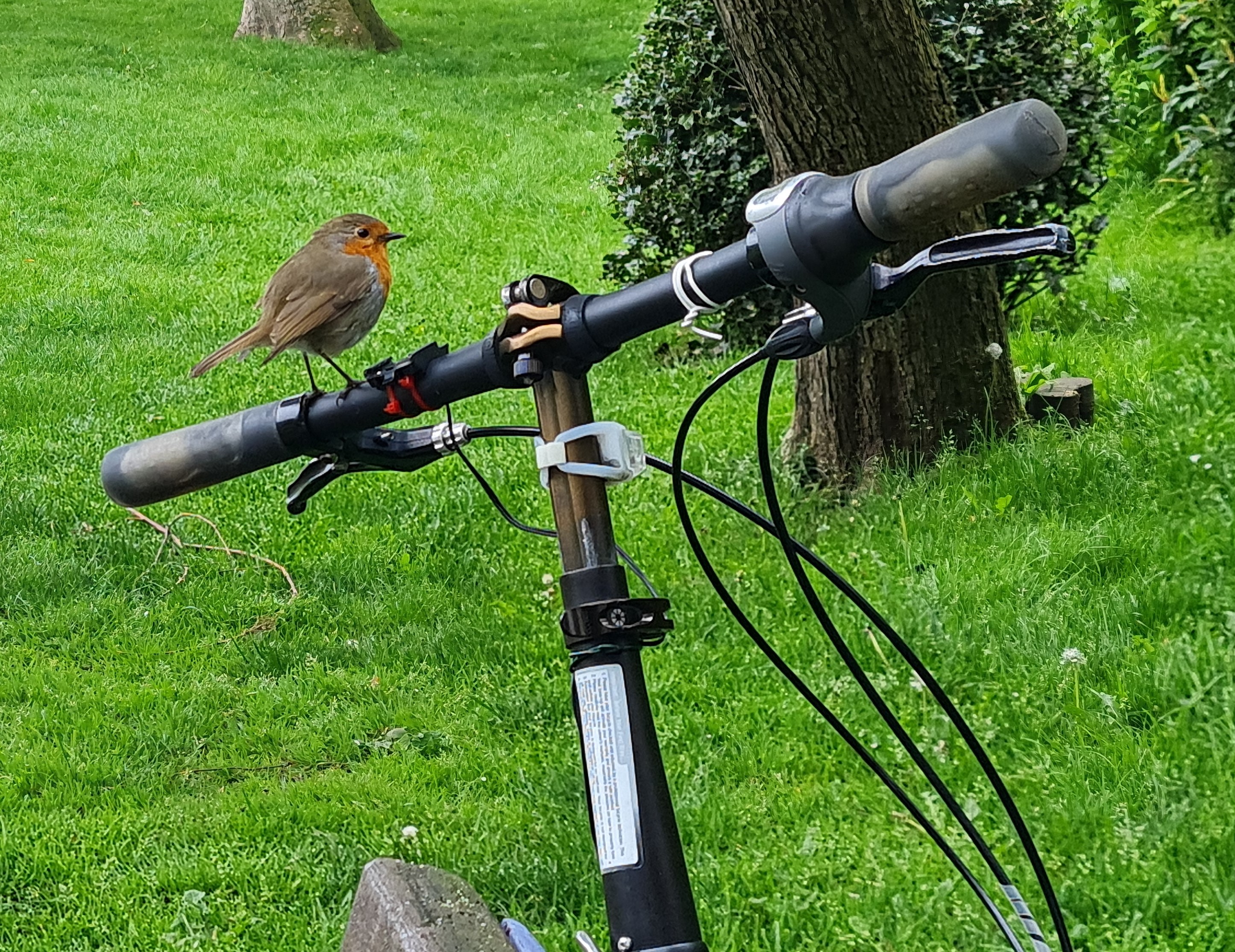 Photo of robin on bike handlebar in Roberts Park
