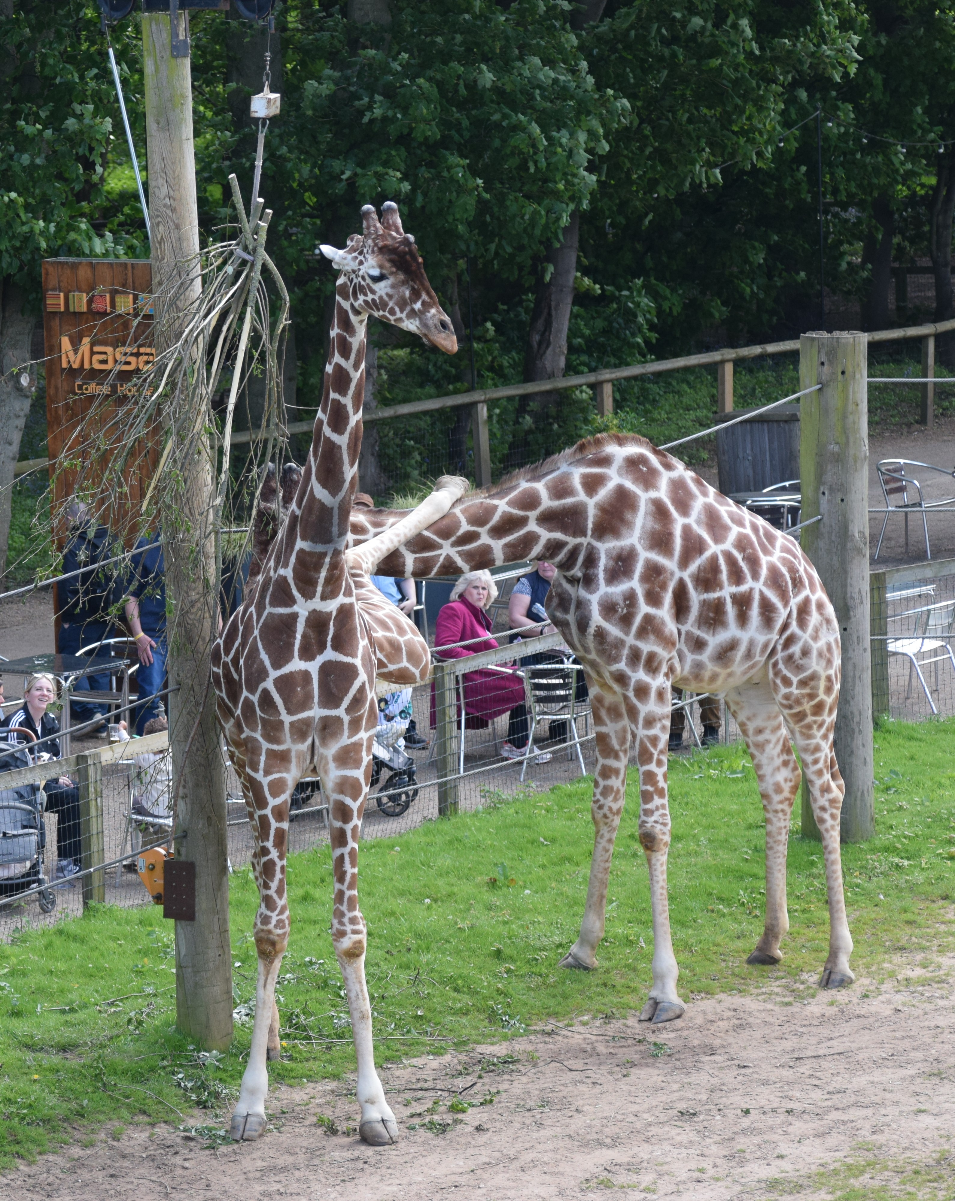 Photo of giraffes doing yoga at Yorkshire Wildlife Park