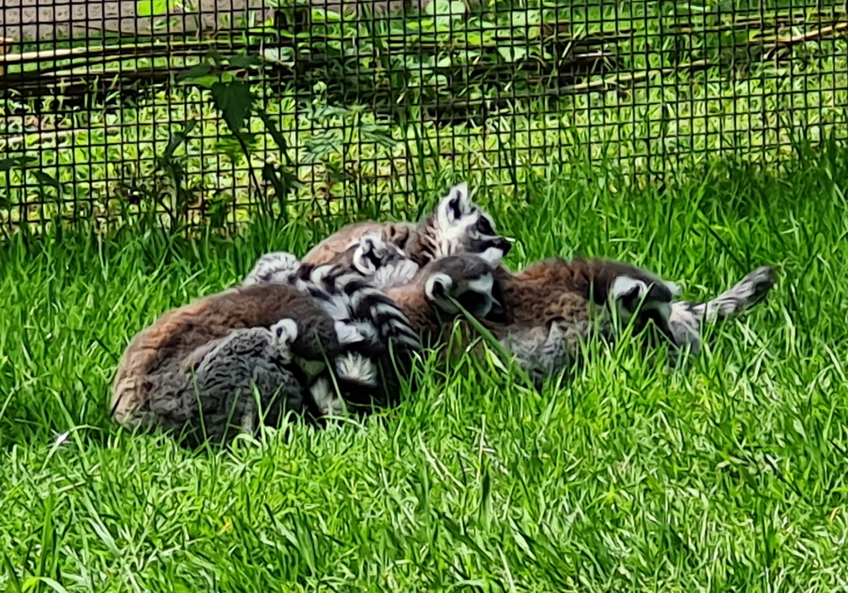 Photo of pile of ring-tailed lemurs at Yorkshire Wildlife Park