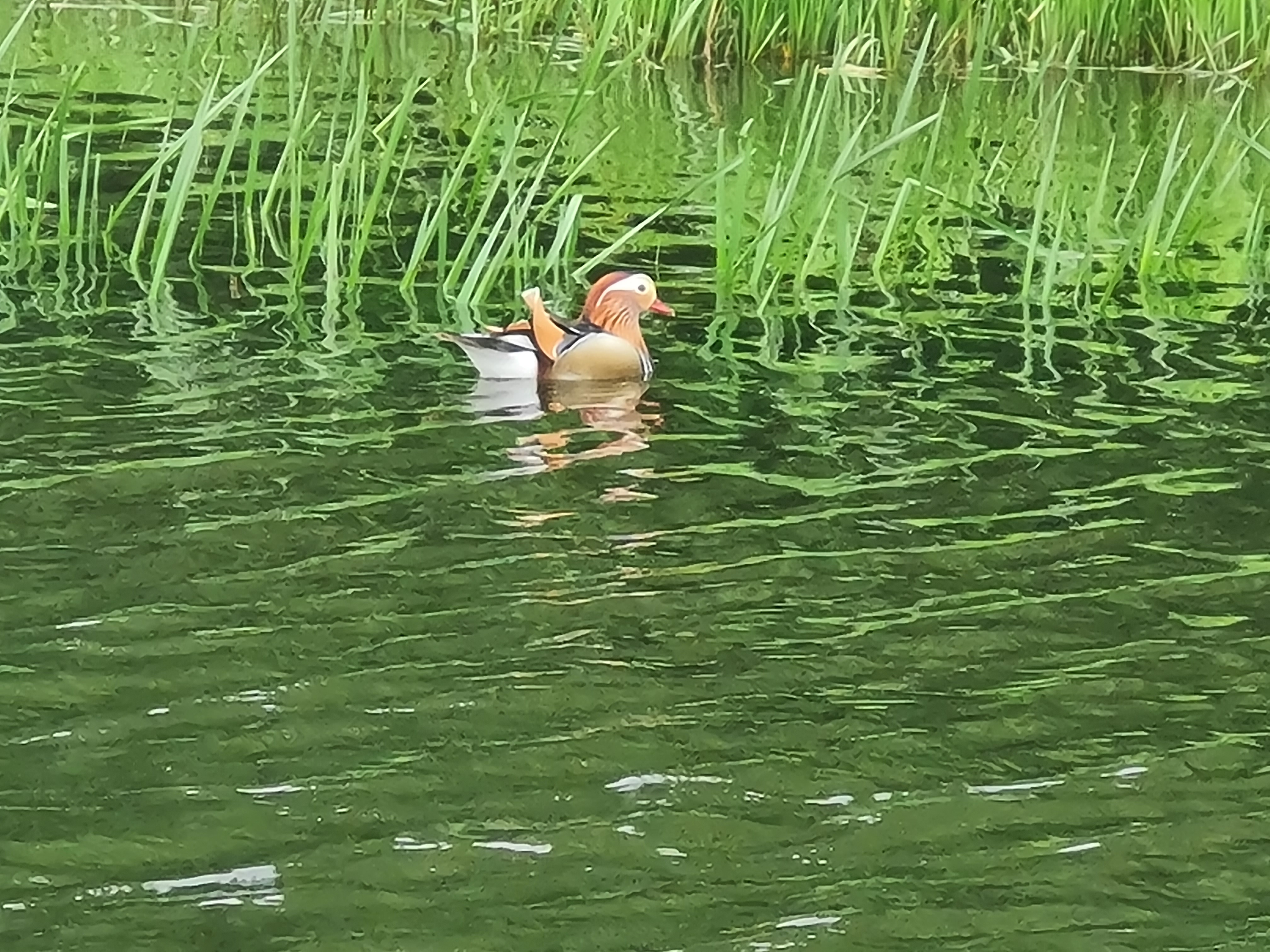 Photo of Mandarin duck on Leeds and Liverpool canal