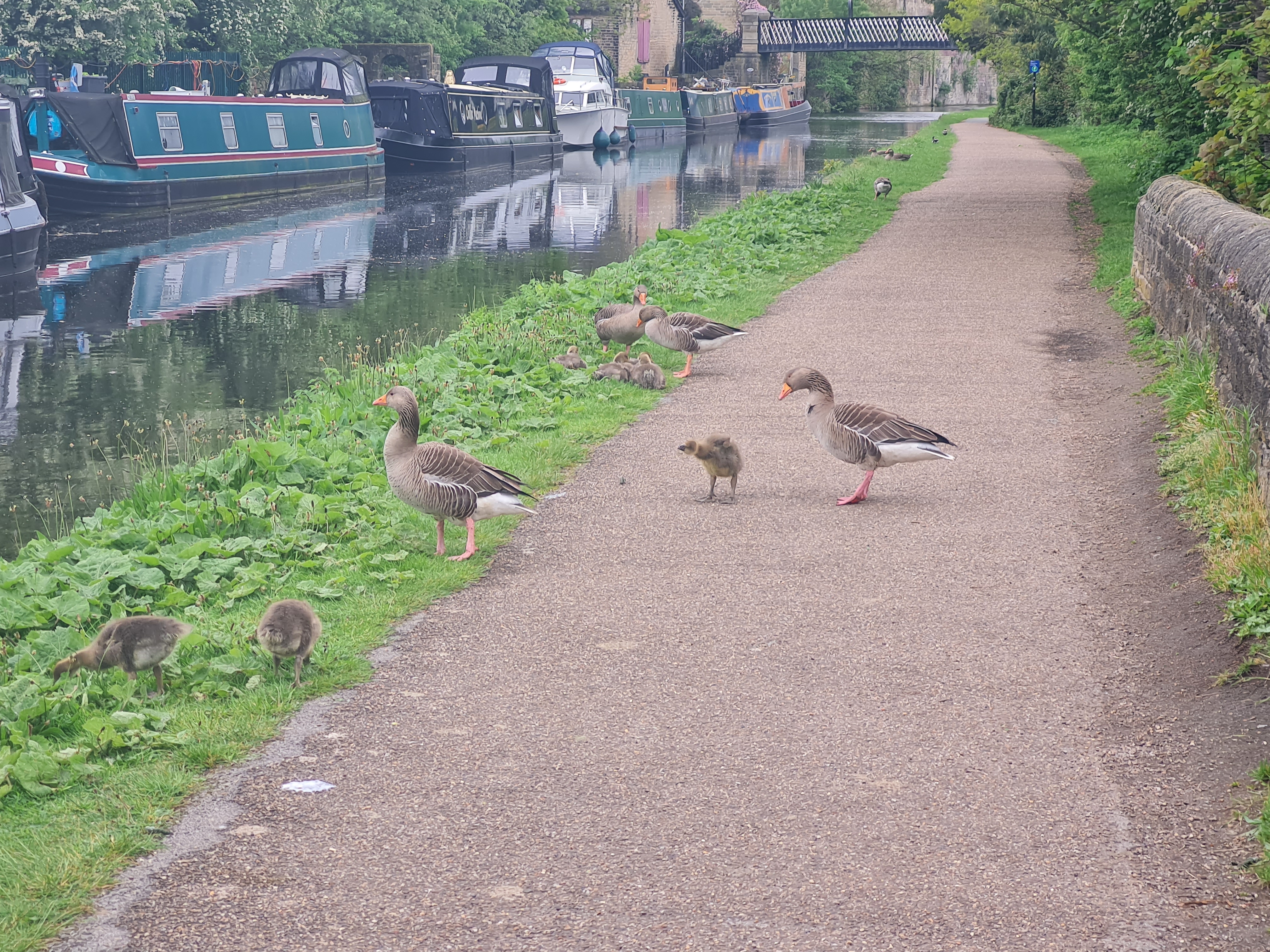 Photo of geese and goslings by Leeds and Liverpool canal