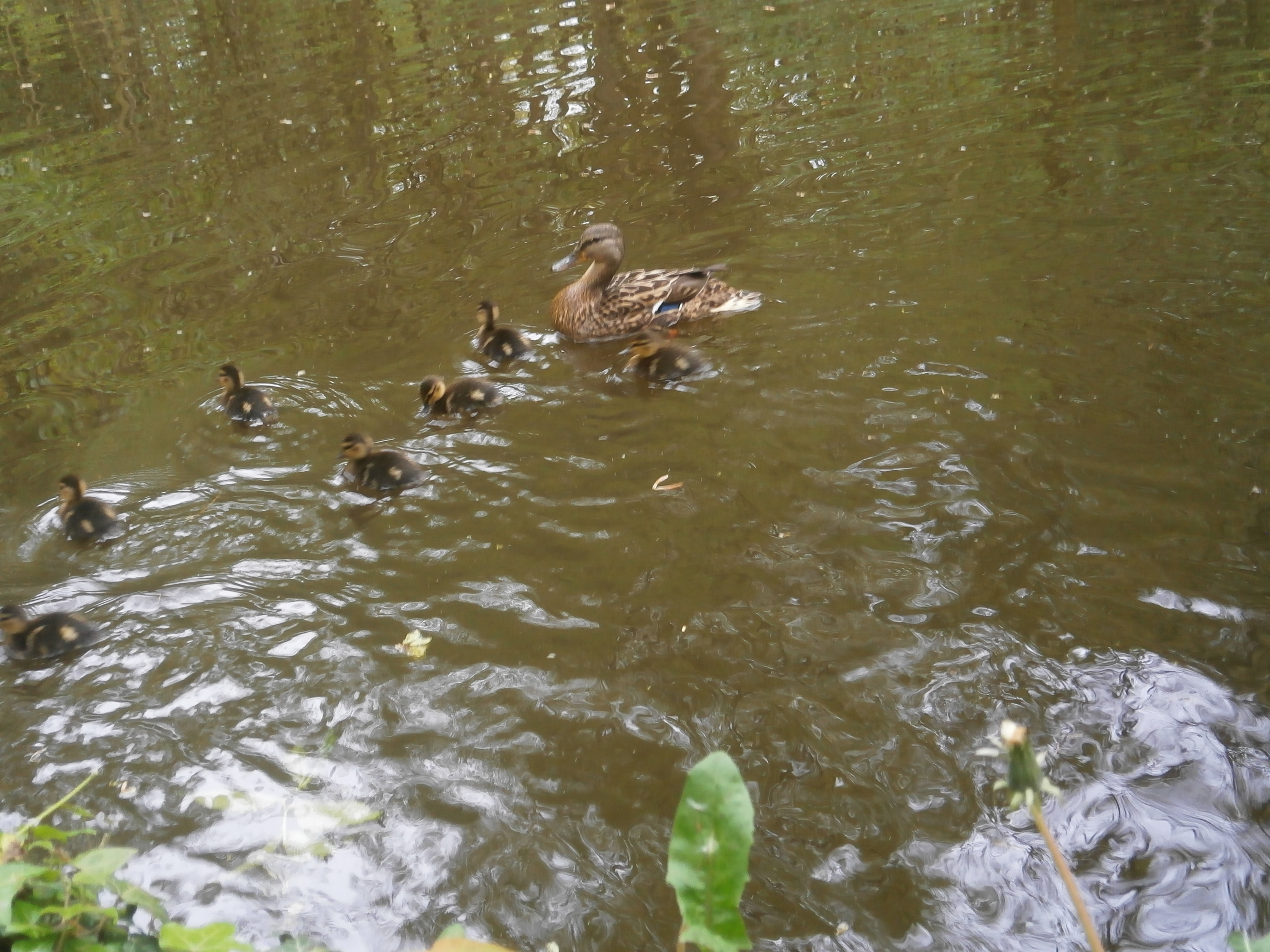 Photo of duck and ducklings on Leeds and Liverpool canal