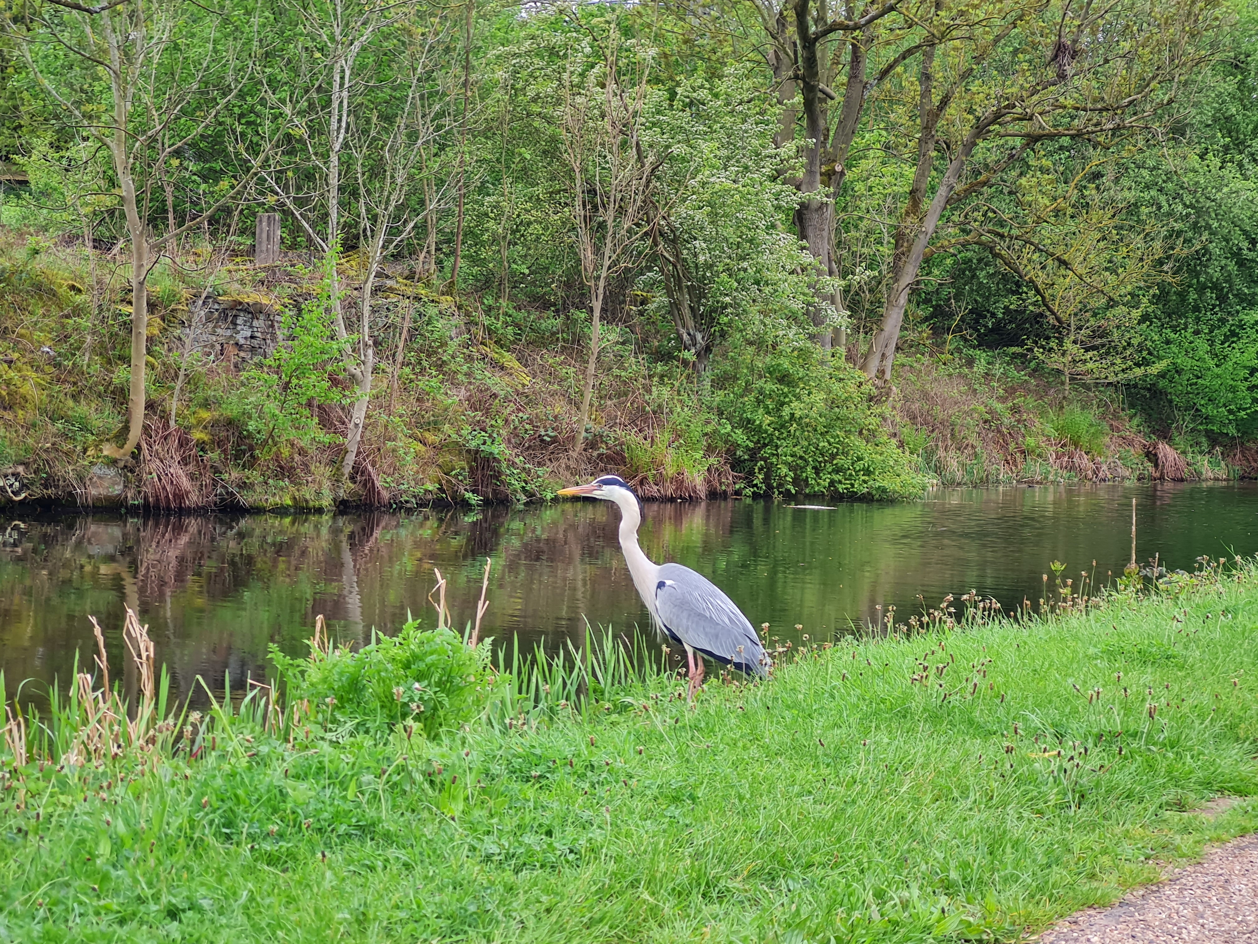 Photo of heron by Leeds and Liverpool canal
