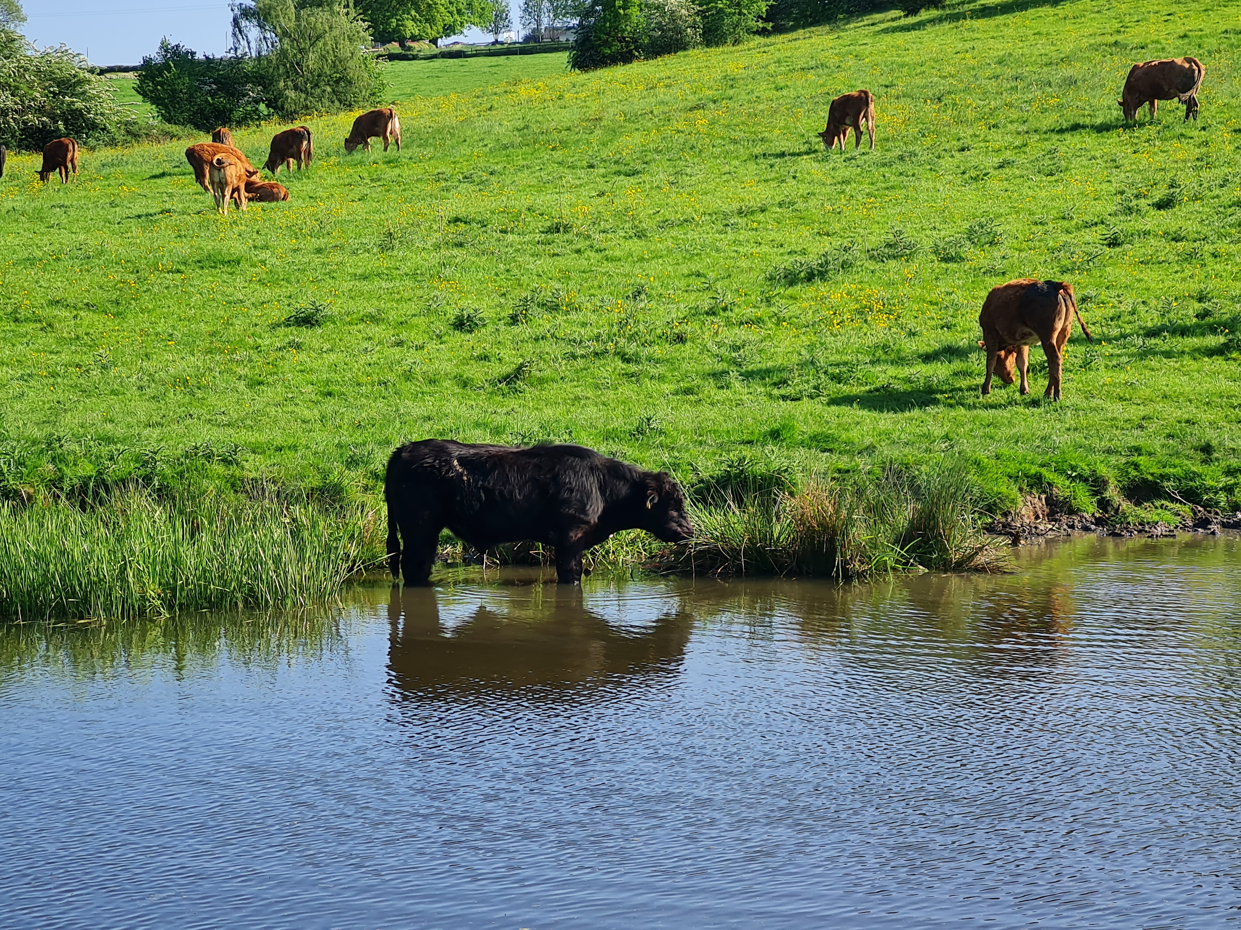 Photo of cow in Leeds and Liverpool canal