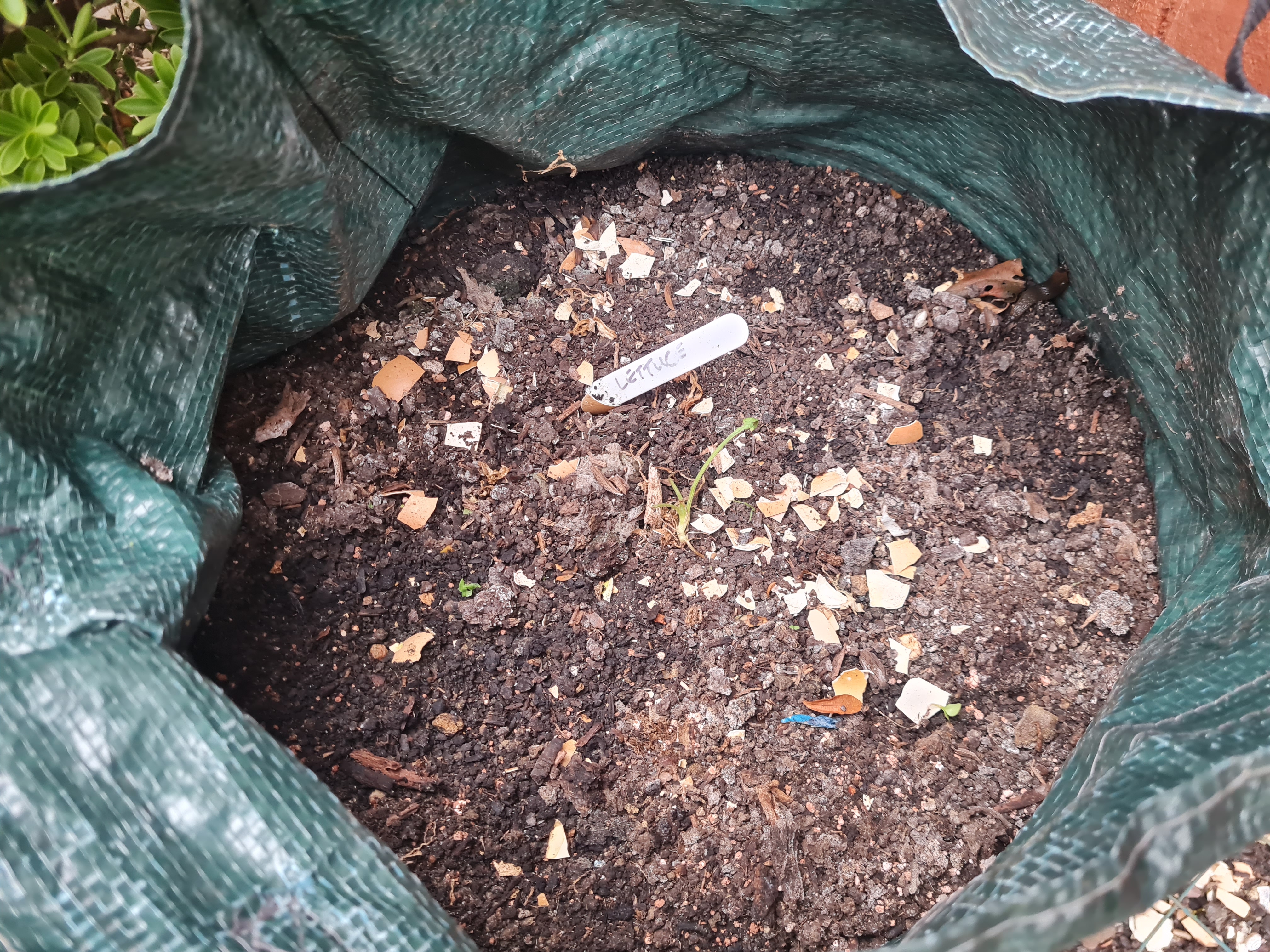 Photo of grow bag with no lettuces left