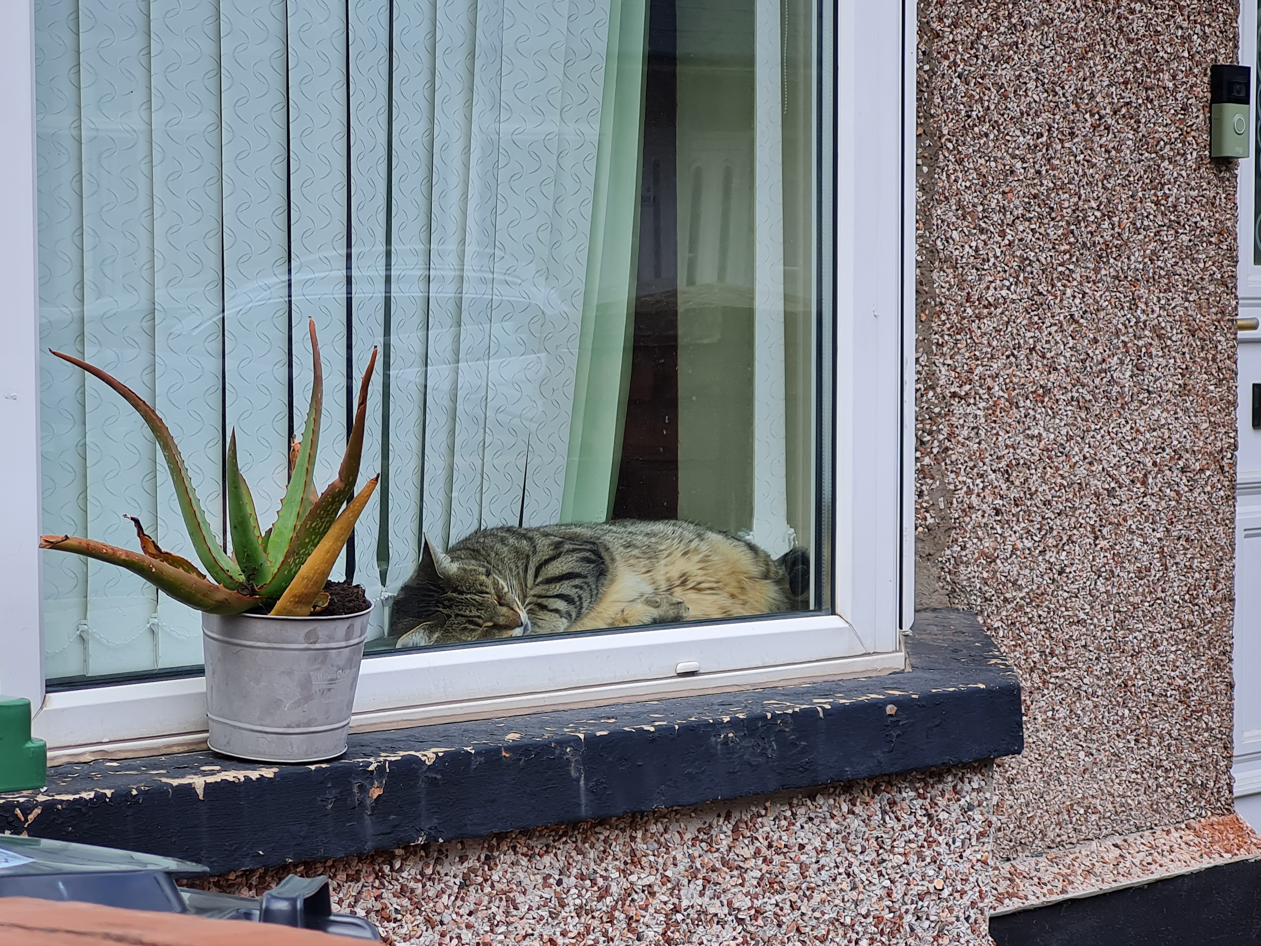 Photo of a cat in a window in Newport