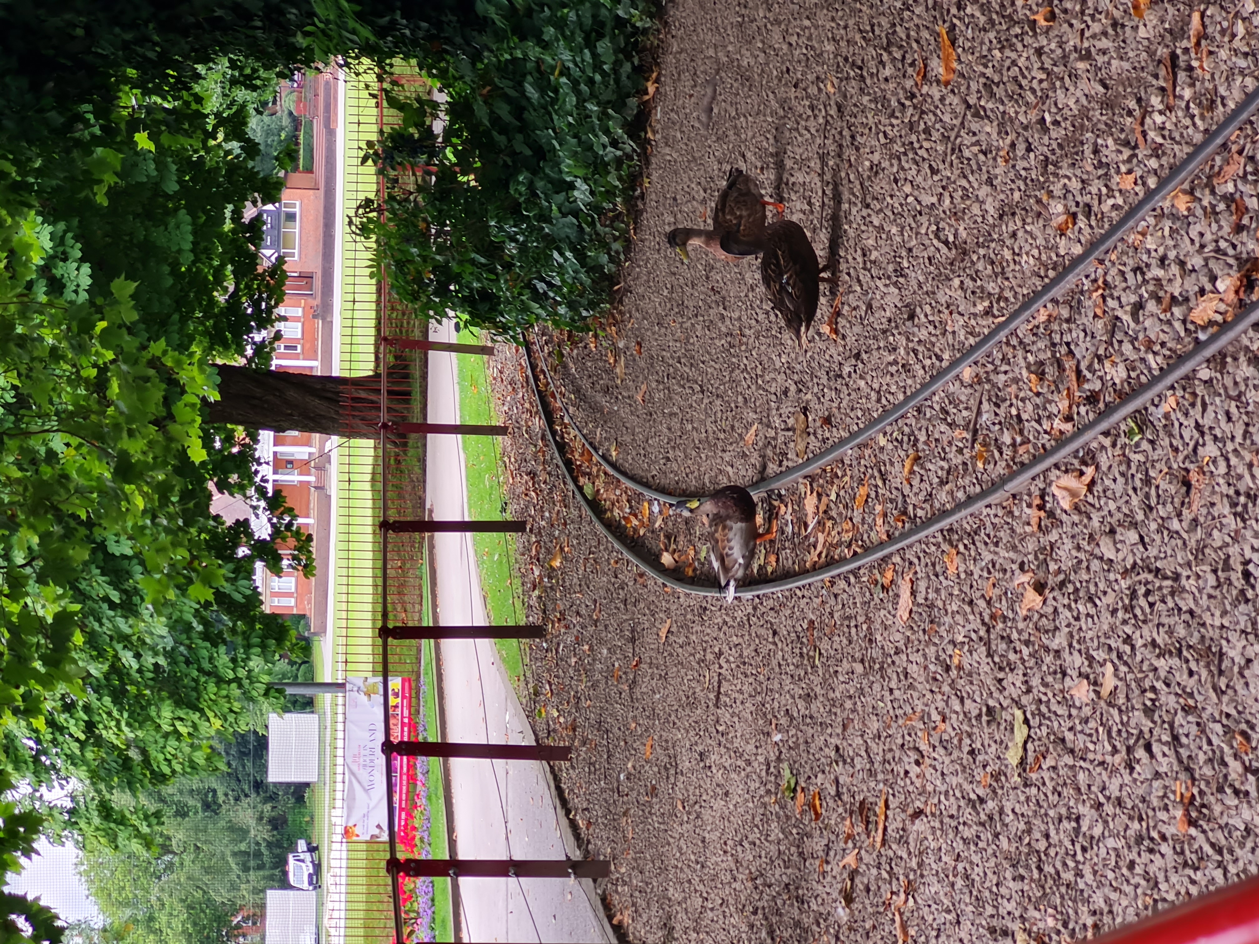 Photo of Queen’s Park, Chesterfield - Duck on the tracks