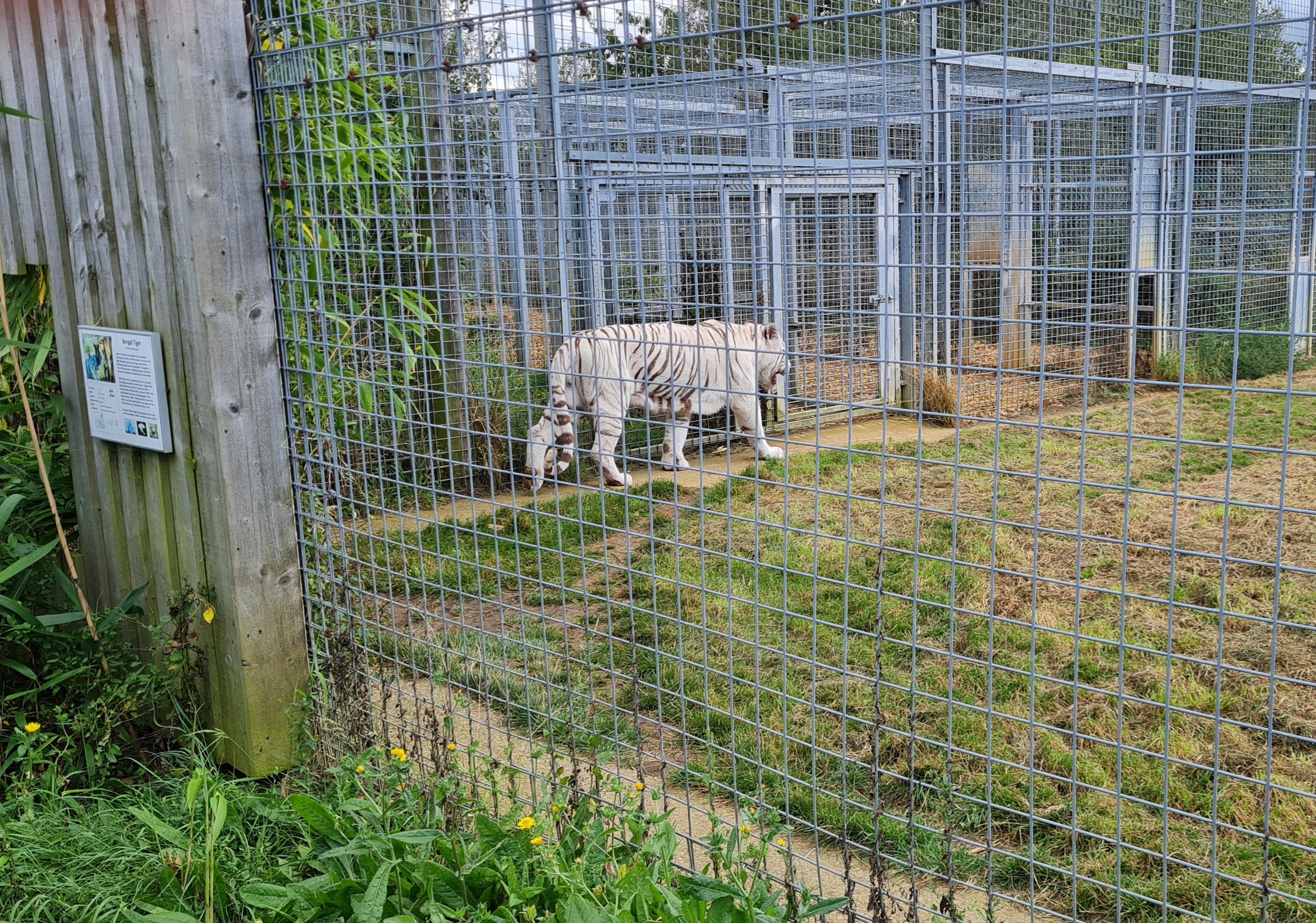 Photo of Hamerton Zoo Park - White Bengal tiger