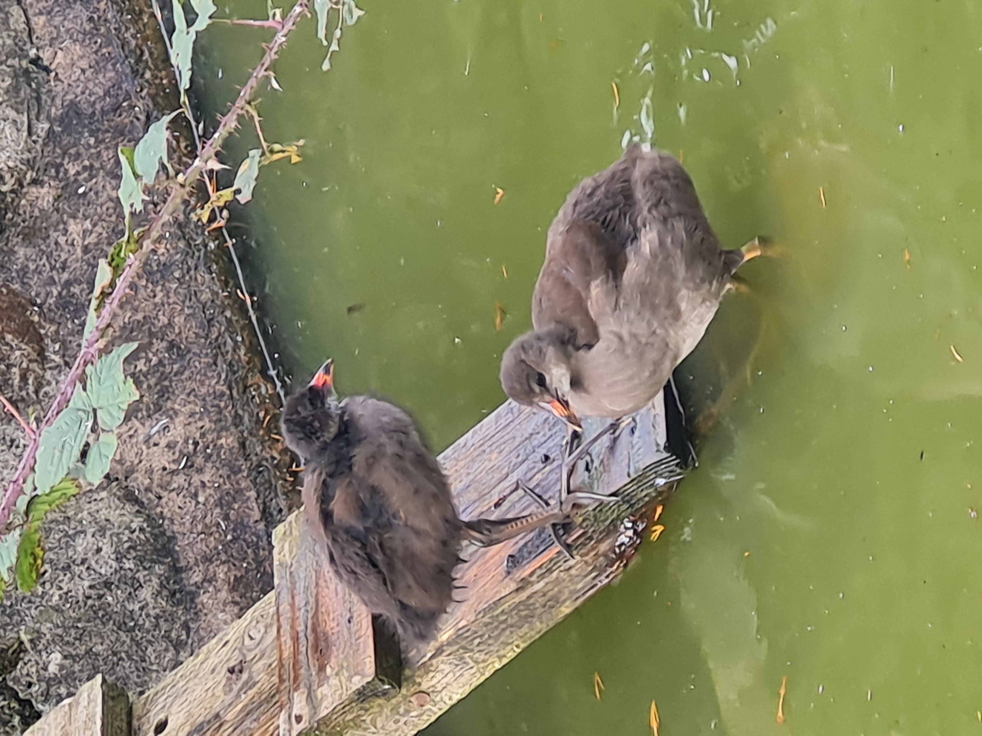 Photo of Hall Leys Park, Matlock - Moorhen chicks