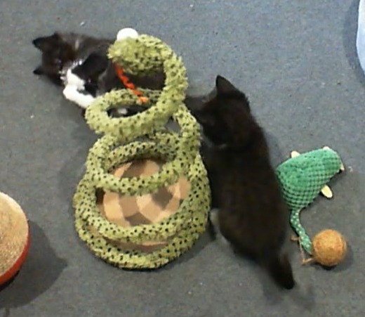 Kitty cam still 1