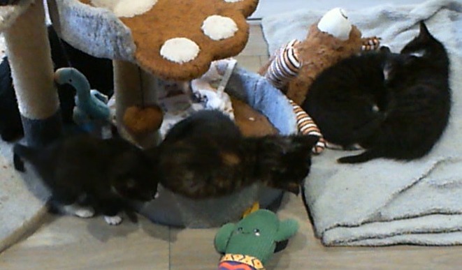 Kitty cam still 2