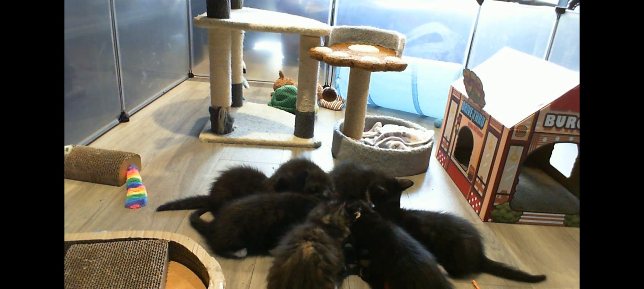 Kitty cam still 3