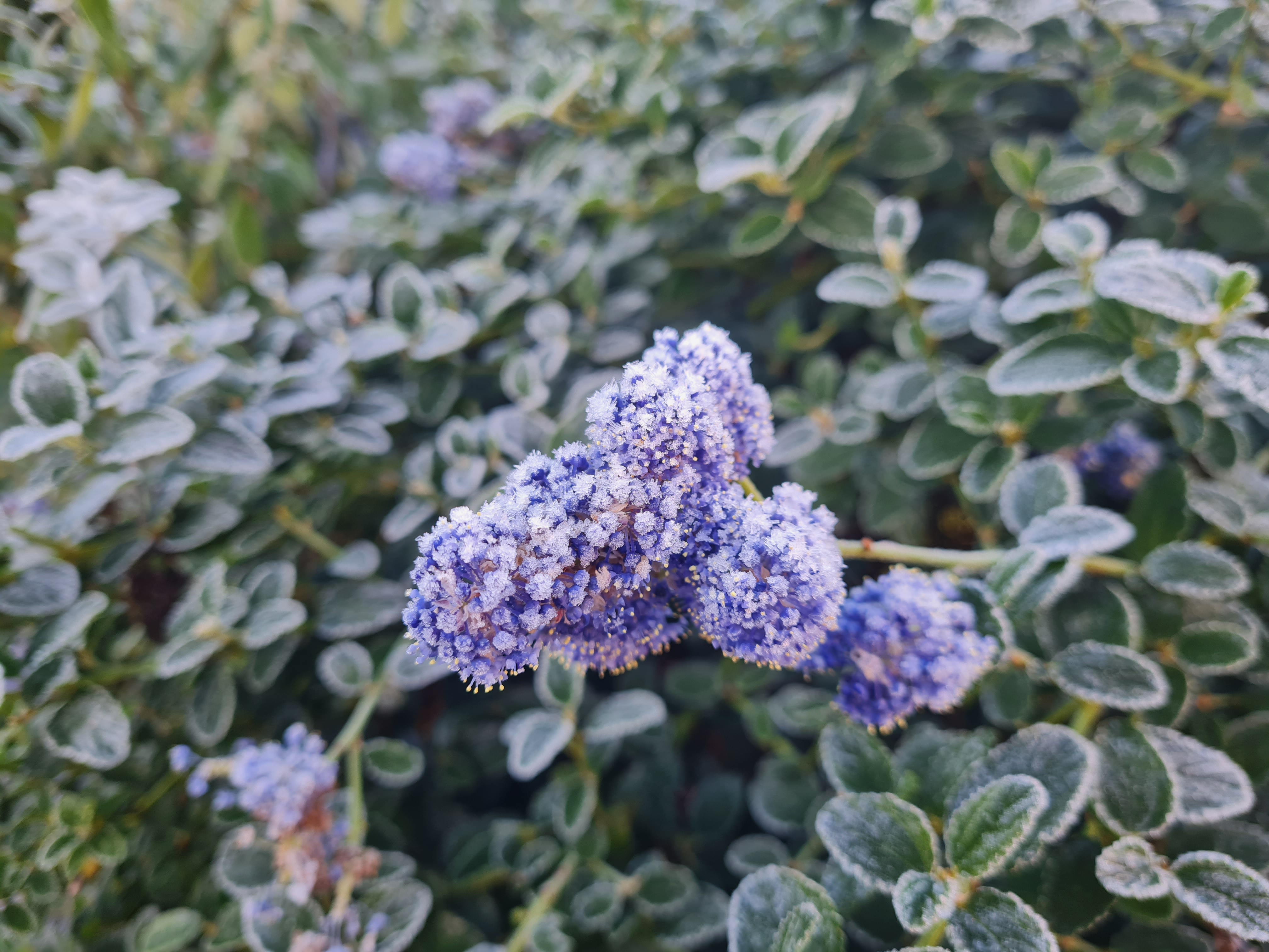 Photo of frosty blue flower plant
