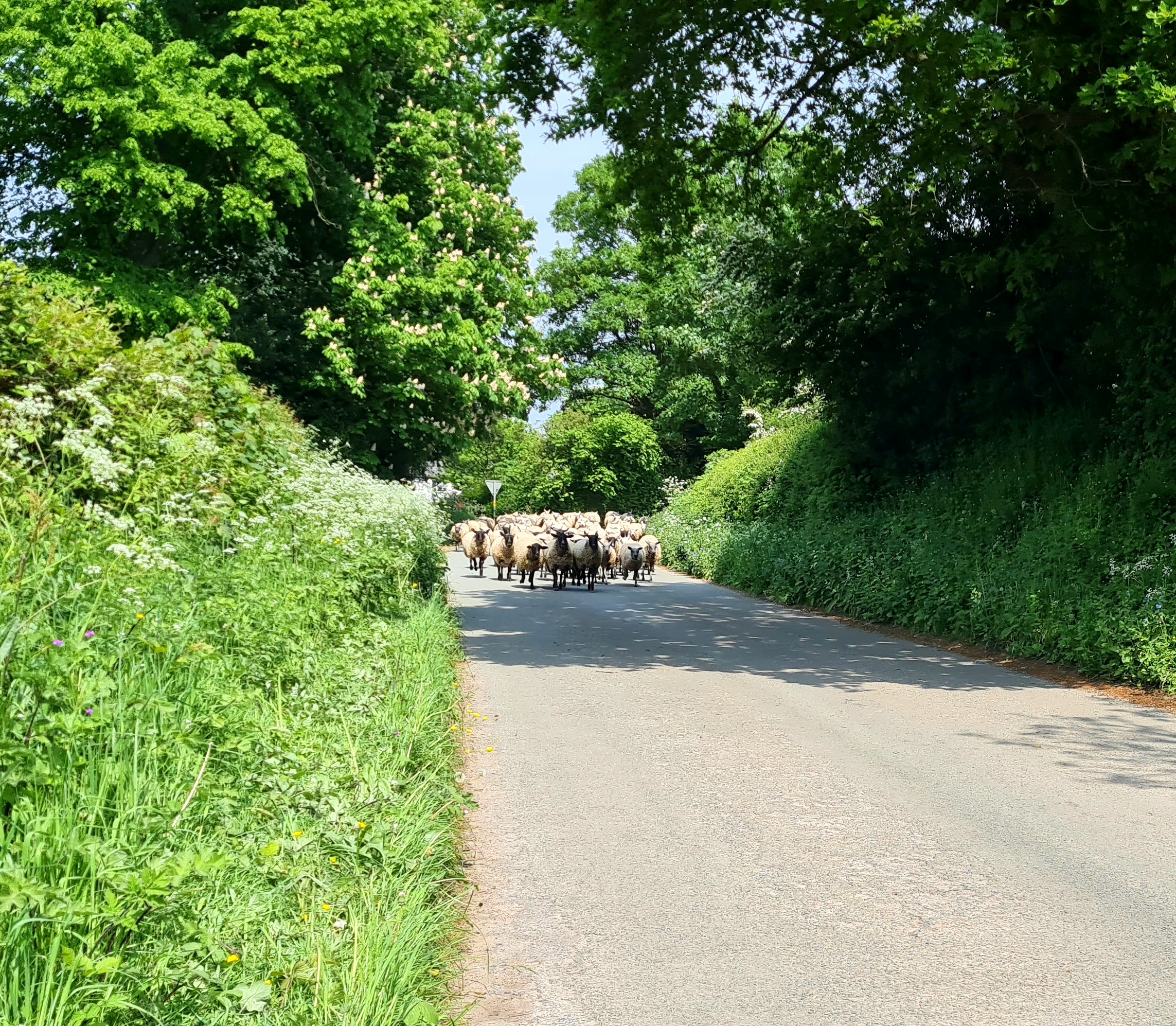 Photo of sheep being herded down lane