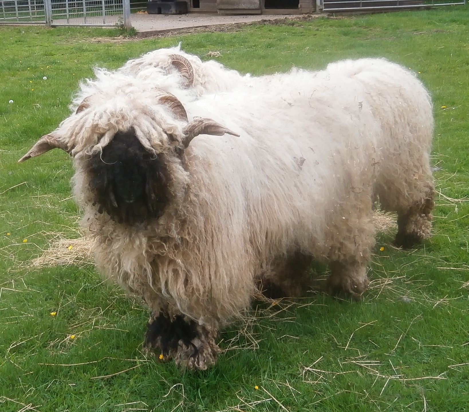 Photo of Gypsy Wood - Long haired sheep